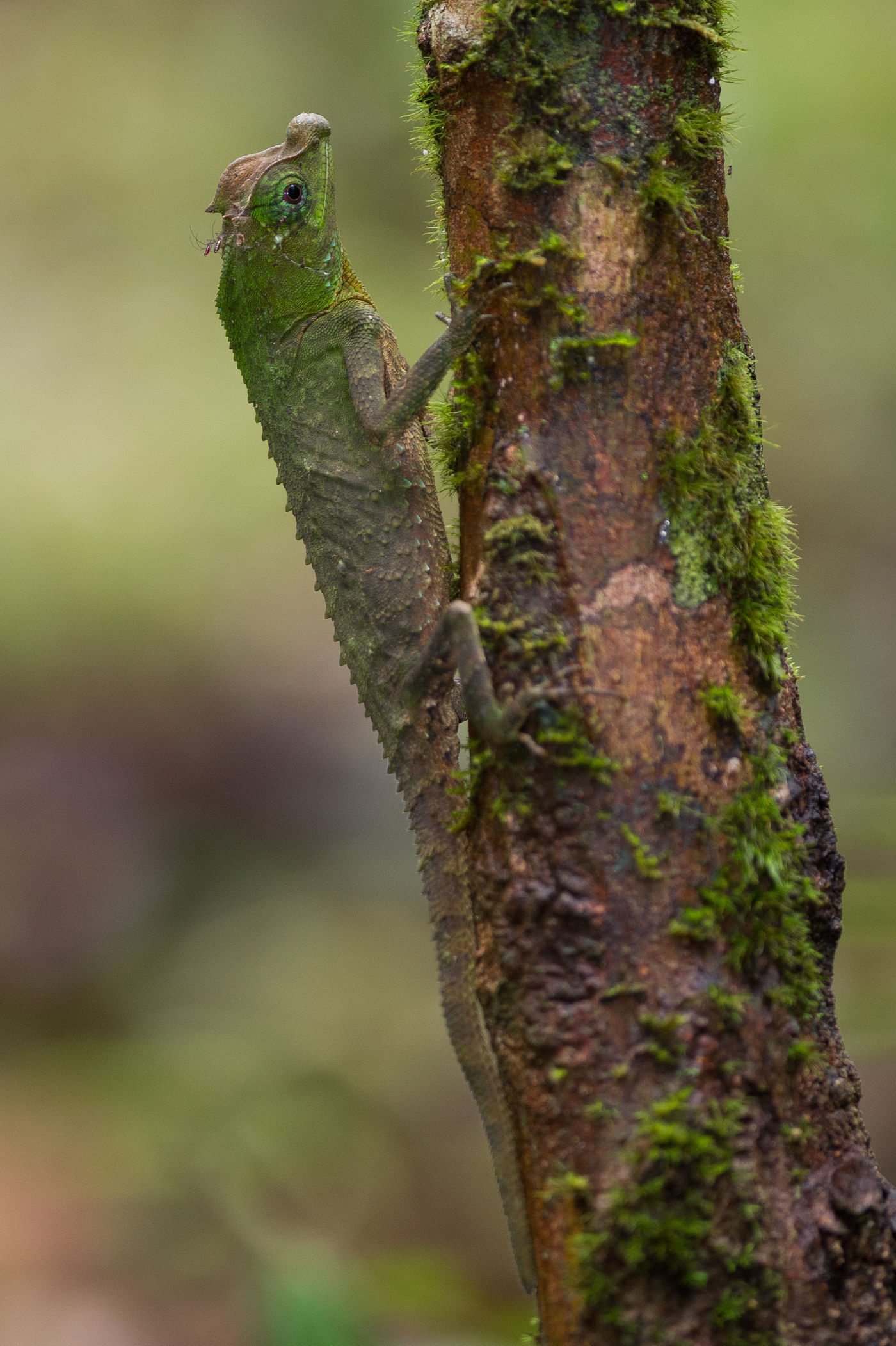 Lyre head lizard vanuit een andere hoek. © Billy Herman