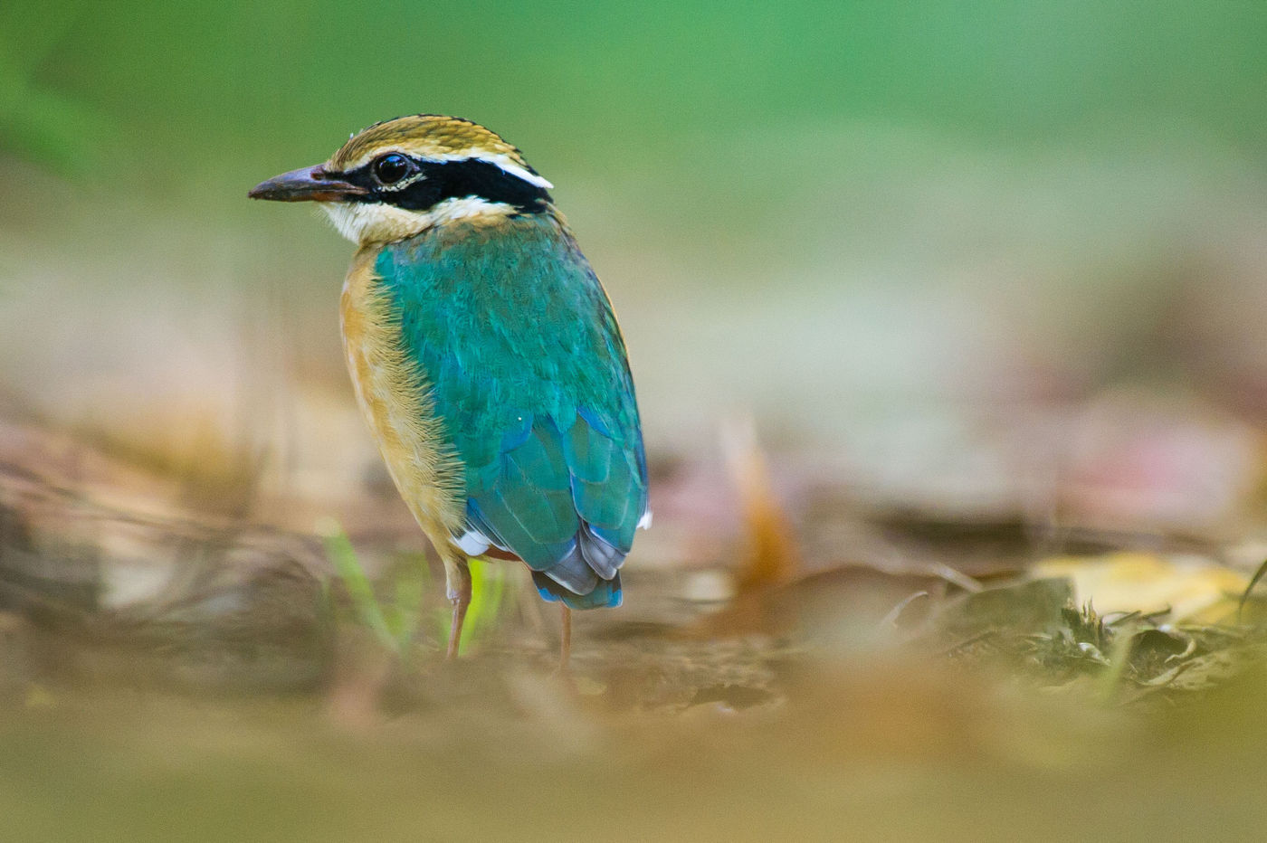 Un oiseau de rêve pour beaucoup : Indian pitta © Billy Herman