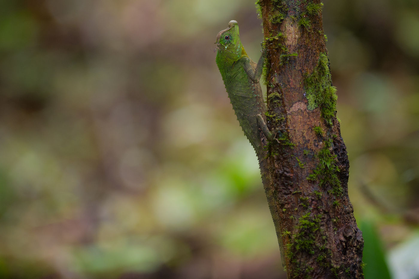 Lyre head lizard, van een vreemde verschijning gesproken. © Billy Herman