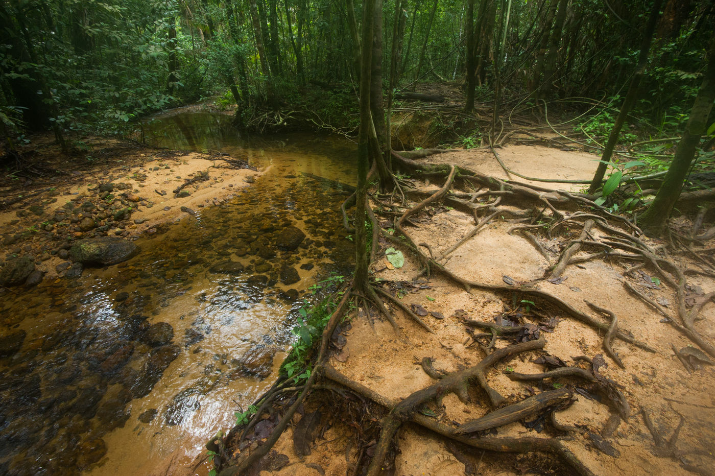 De bosbodem is hier onderhevig aan regelmatige overstromingen. © Billy Herman