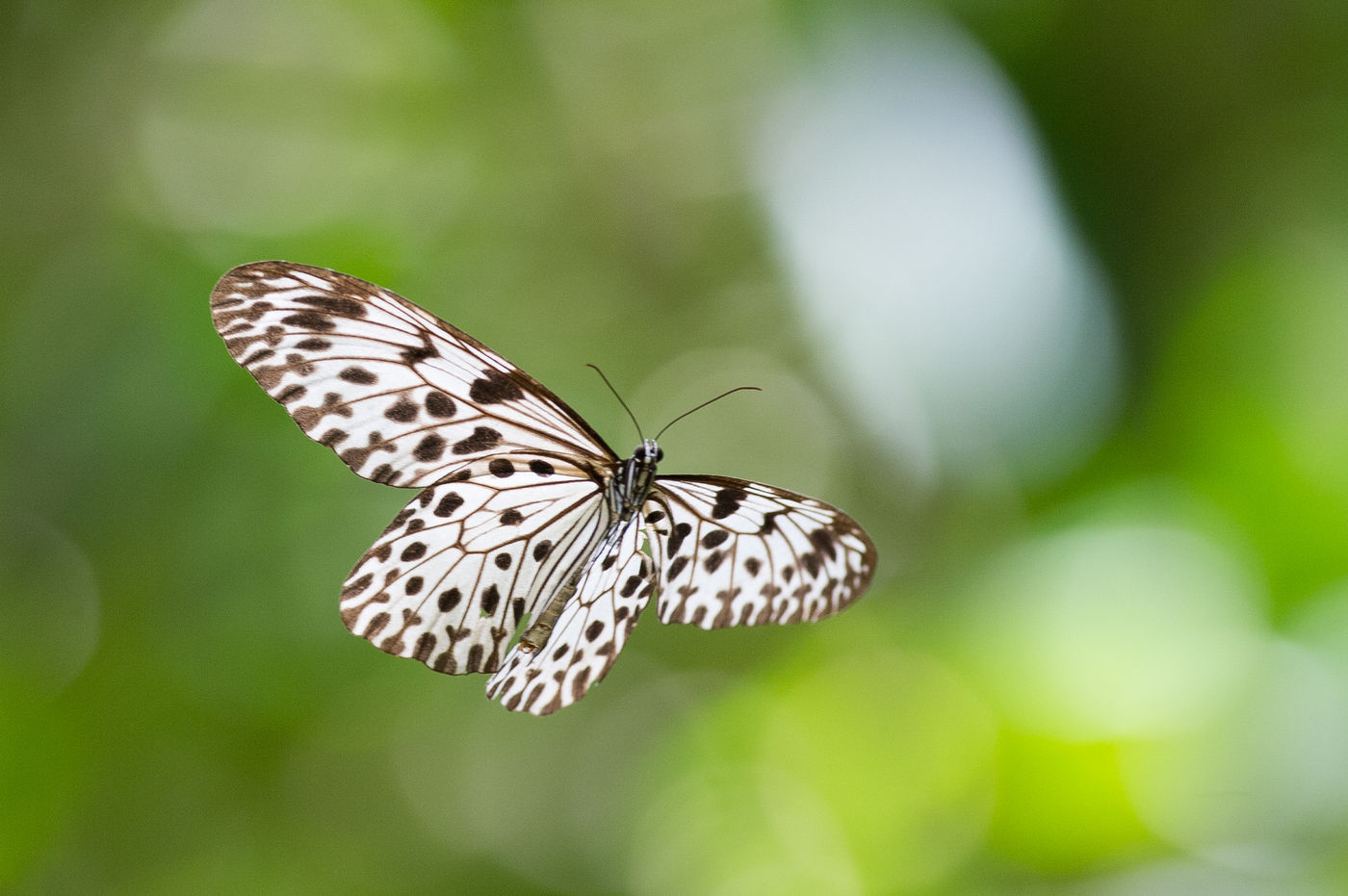 Photographier les papillons en vol... tout un sport © Billy Herman