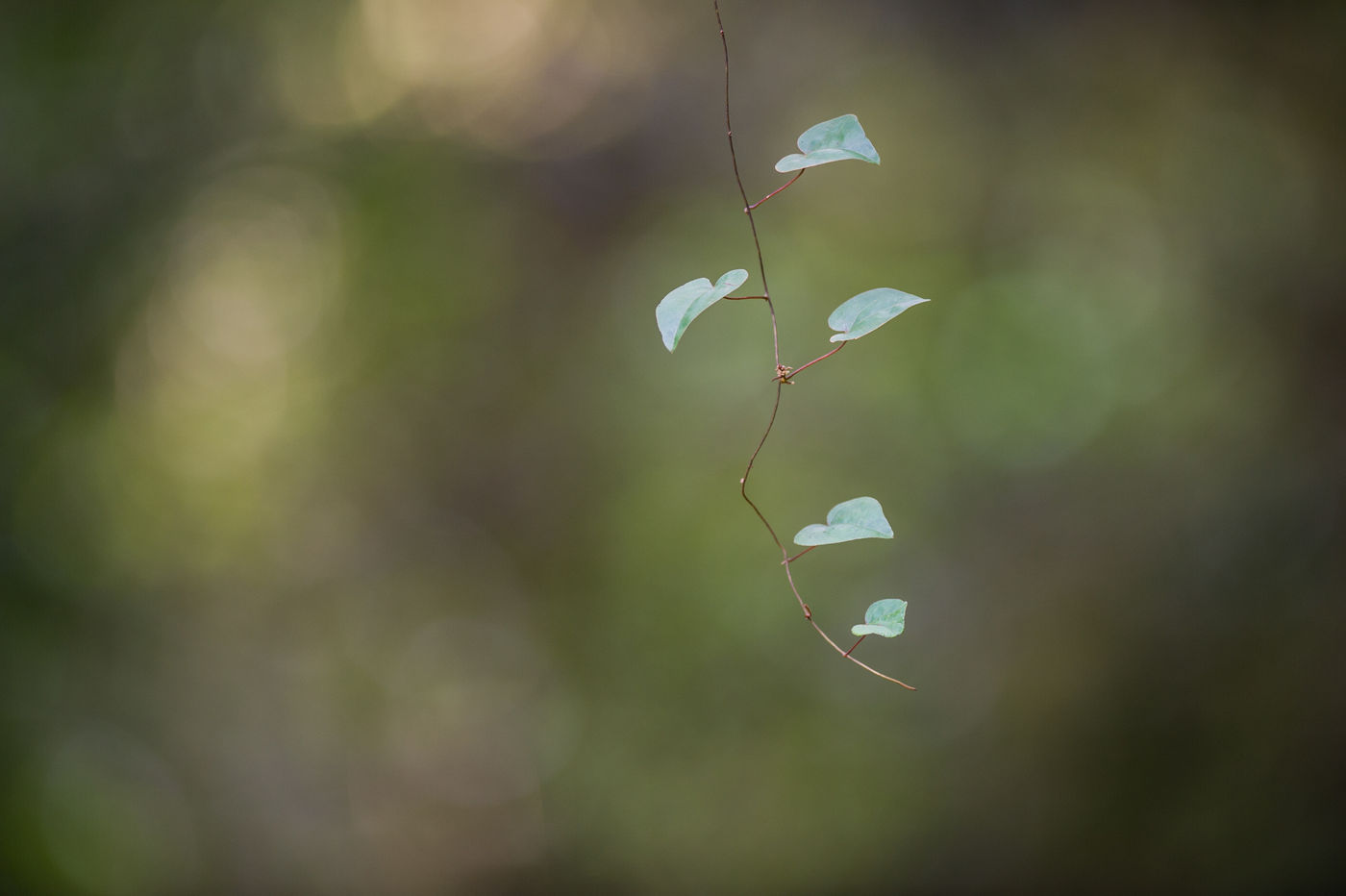 Een jonge liaan verkent de wereld. © Billy Herman