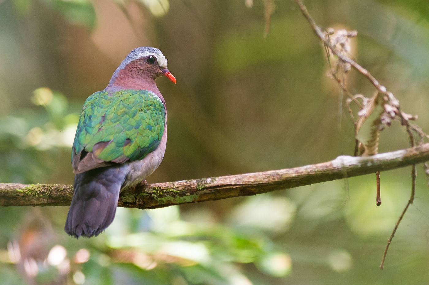 La magnifique emerald dove © Billy Herman