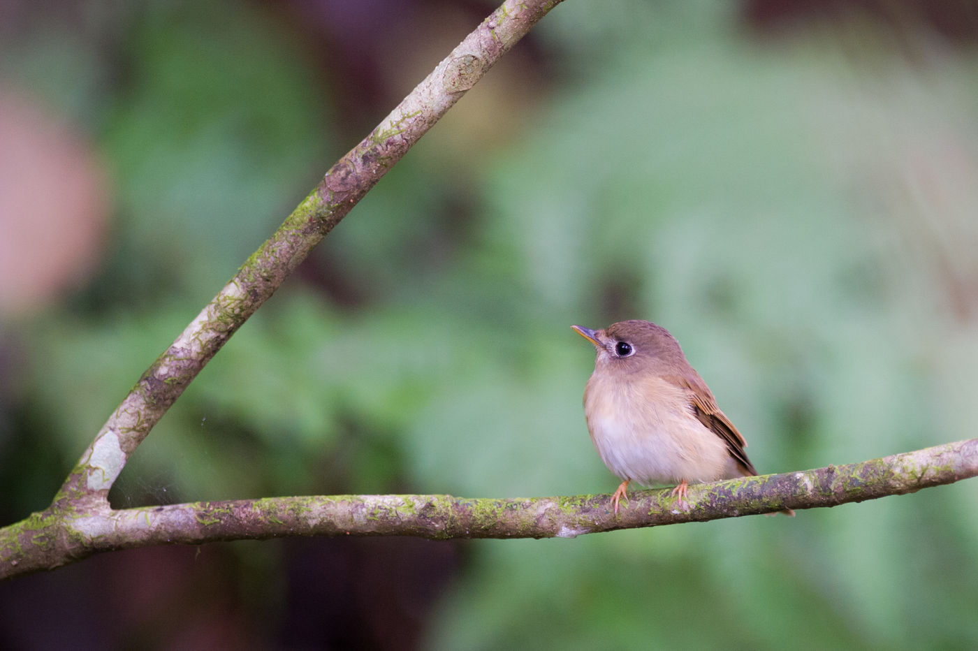 De brown-breasted flycatcher broedt in de uitlopers van de Himalaya, maar overwintert op Sri Lanka.© Billy Herman