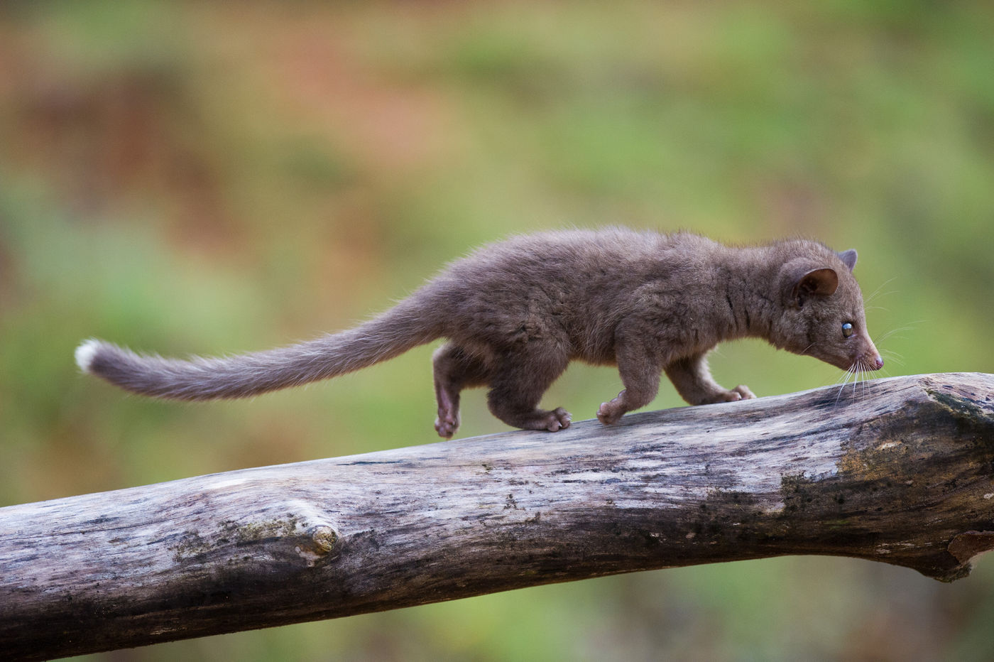 Een jonge Indian palm civet loopt over de takken. © Billy Herman