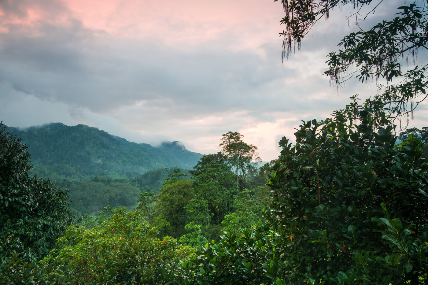 De zon zakt boven het weelderige bos van Sri Lanka. © Billy Herman