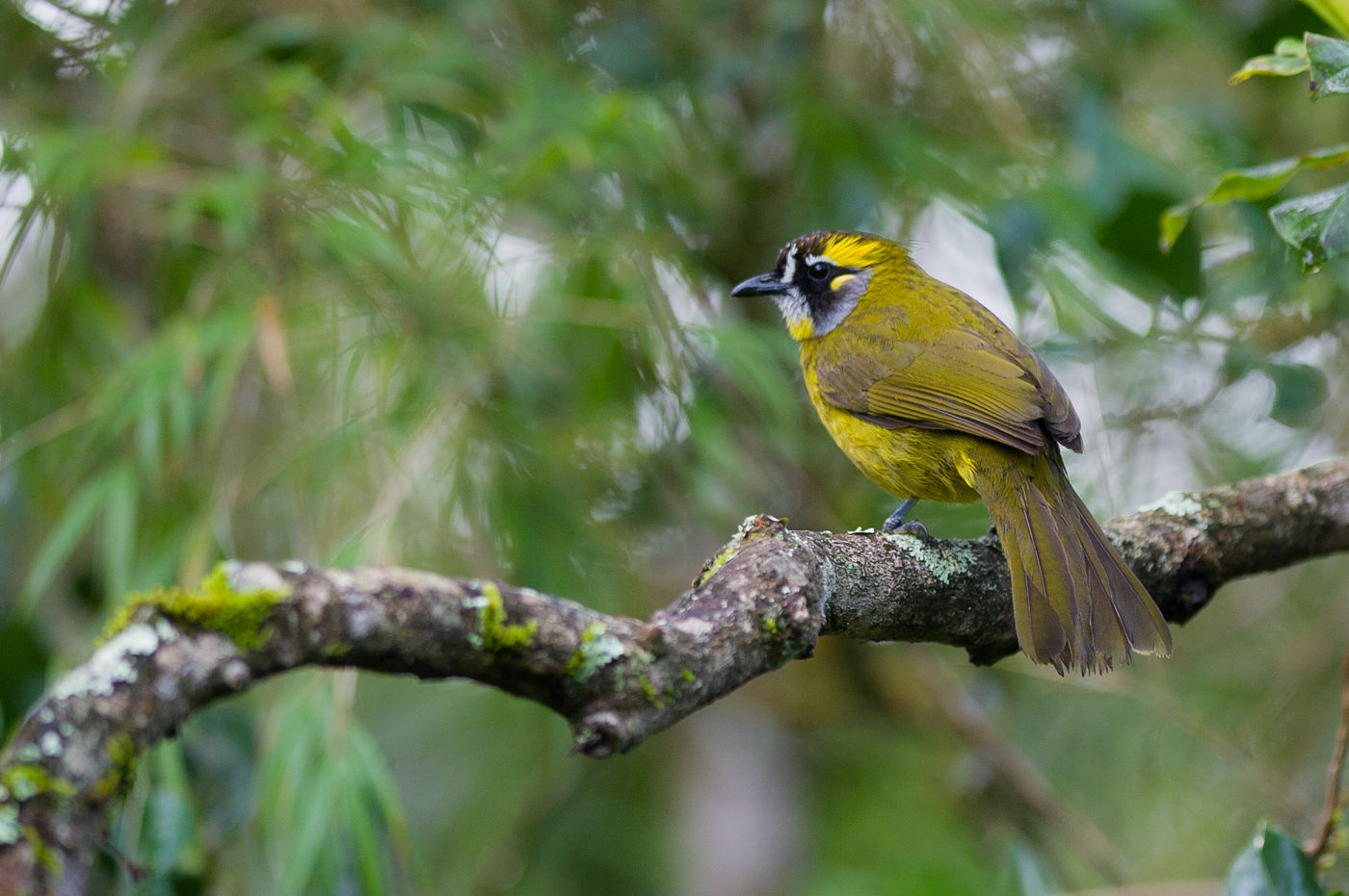 Des oiseaux hauts en couleurs peuplent les forêts © Billy Herman