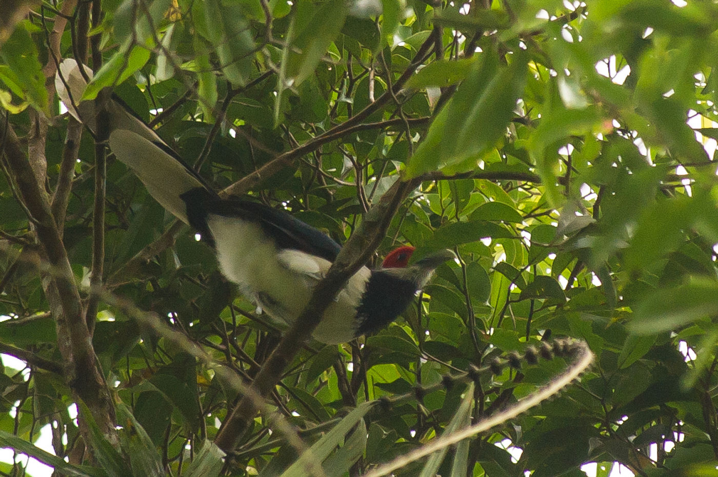 Red-faced malkoha moet wel een van de meest spectaculaire endemen zijn in het land. © Billy Herman