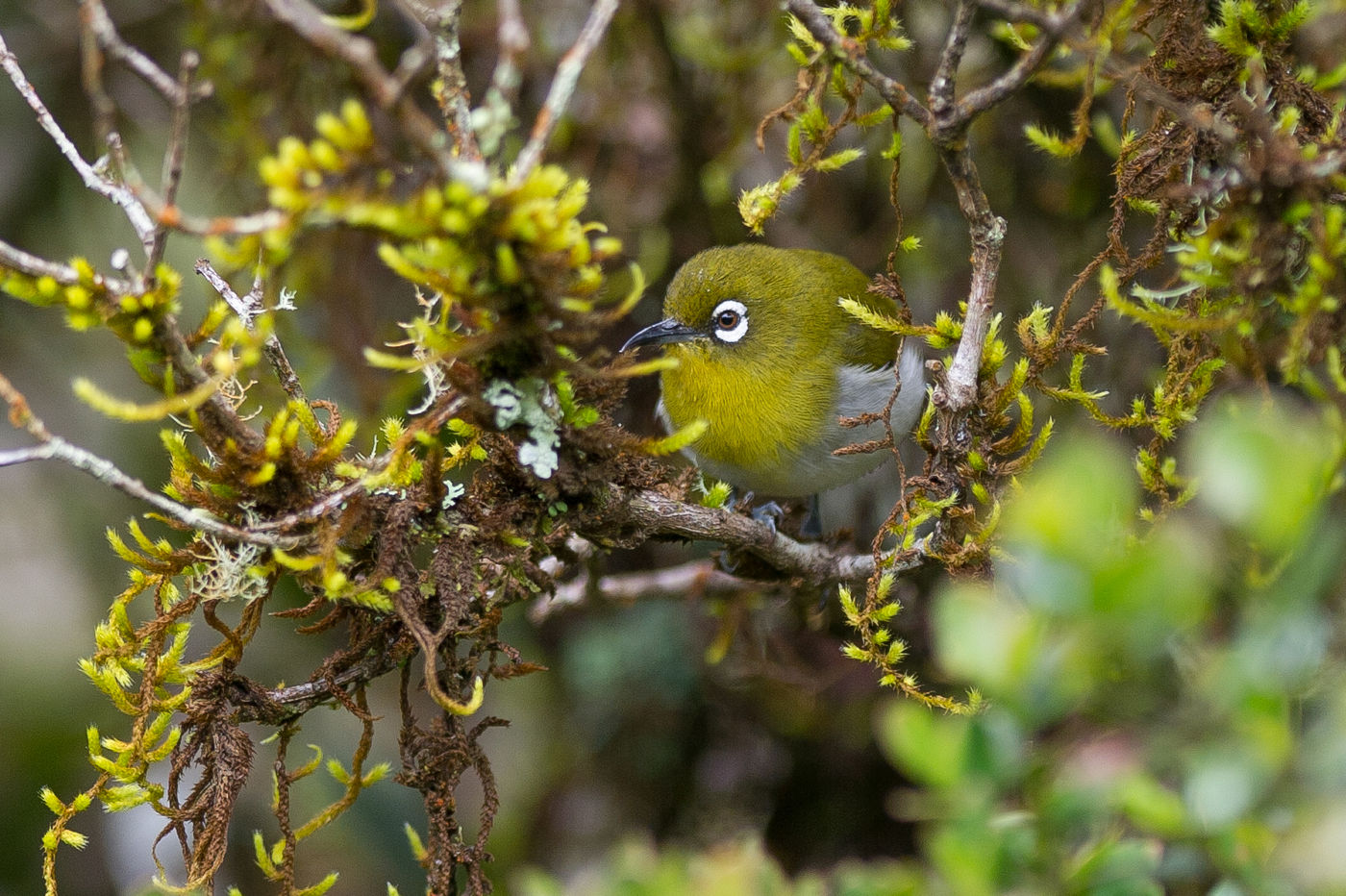 Ceylon white-eye, een van de endemische soorten. © Billy Herman