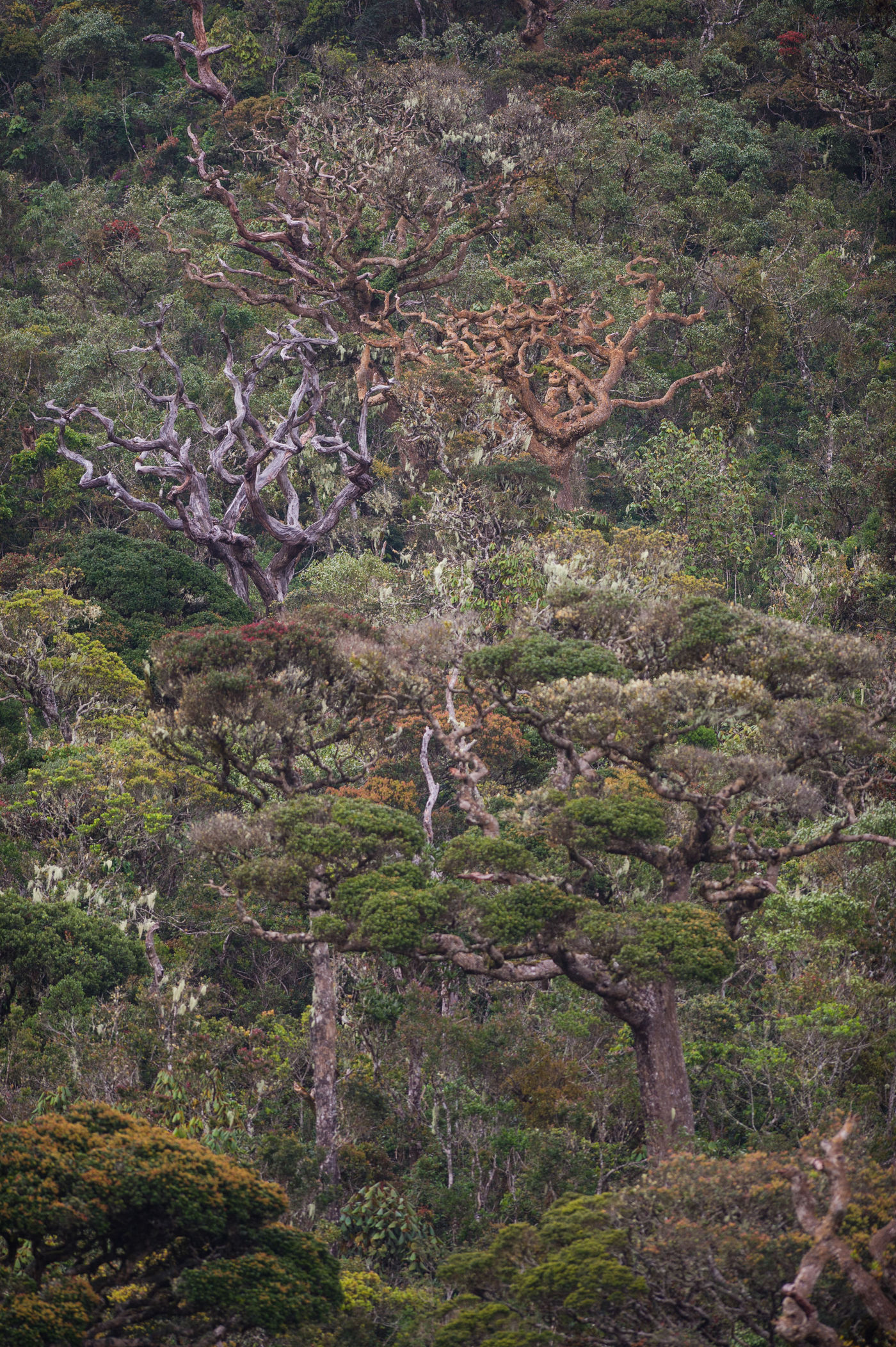 Horton plains met z'n bizarre bomen. © Billy Herman