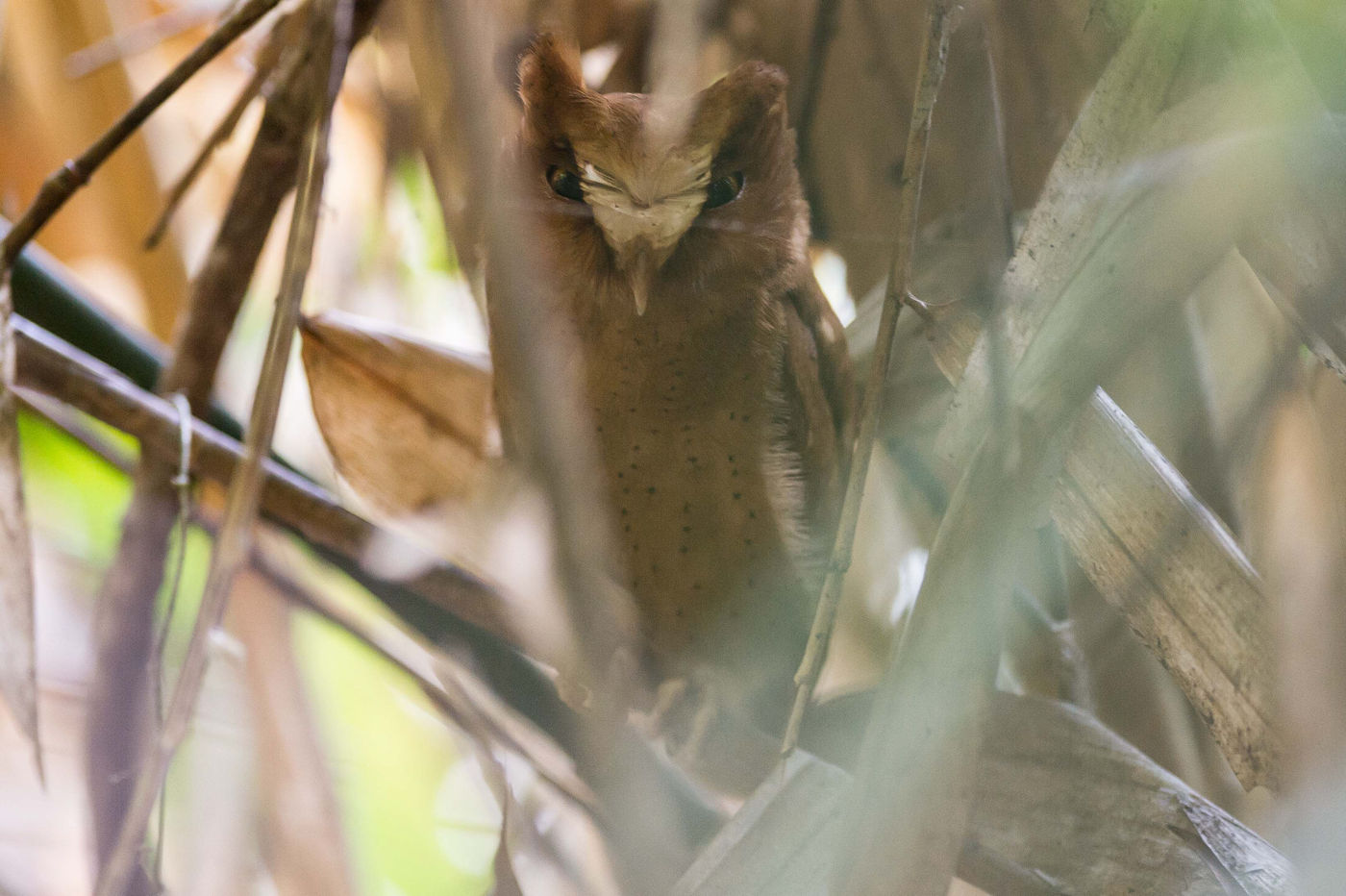 Le Serendib scops owl est la dernière espèce d'oiseau à avoir été découverte à Sri Lanka © Billy Herman