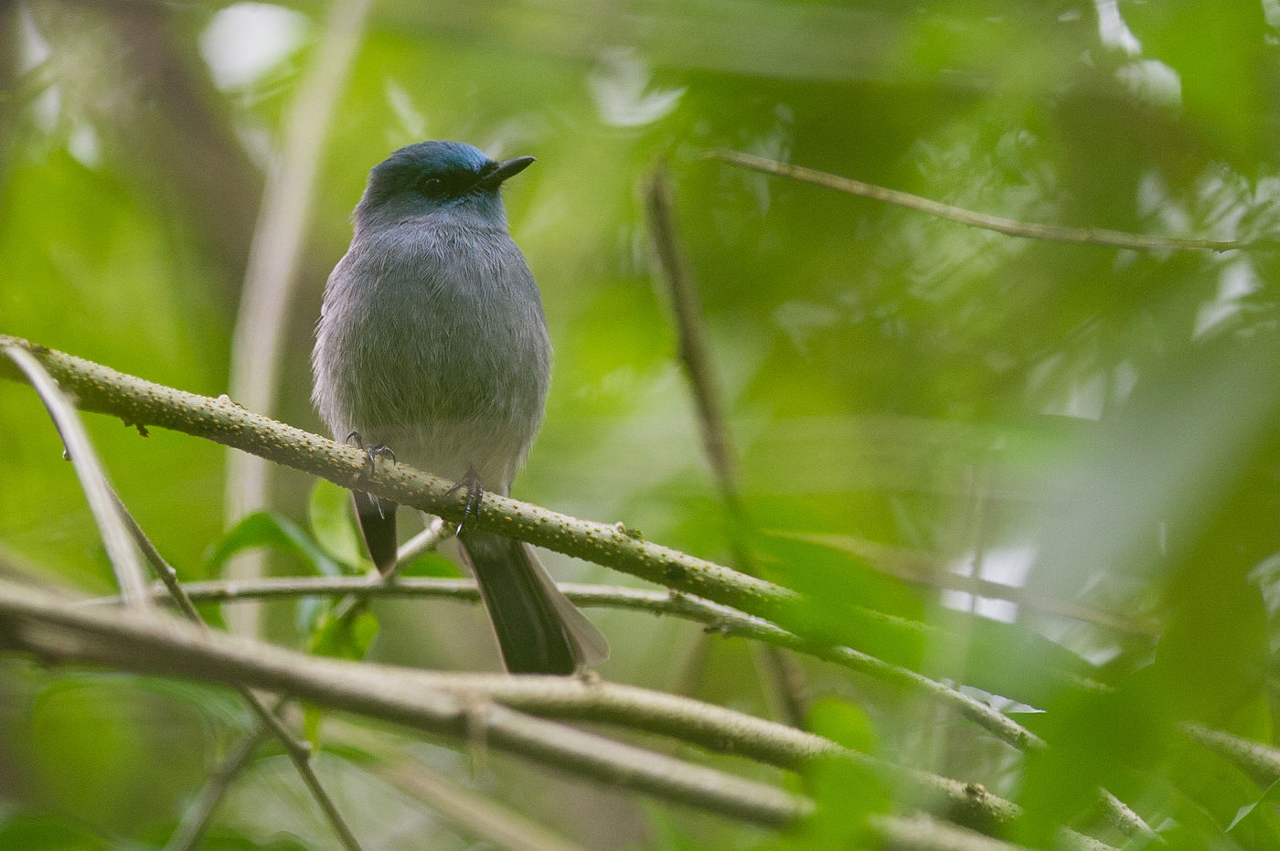 Dull-blue flycatcher, een bossoort. © Billy Herman