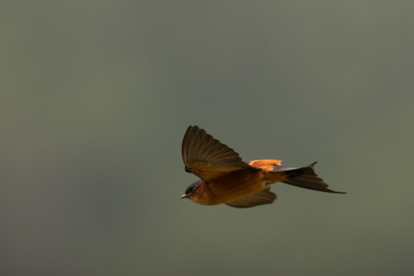 Sri Lanka swallow, een endeem! © Billy Herman