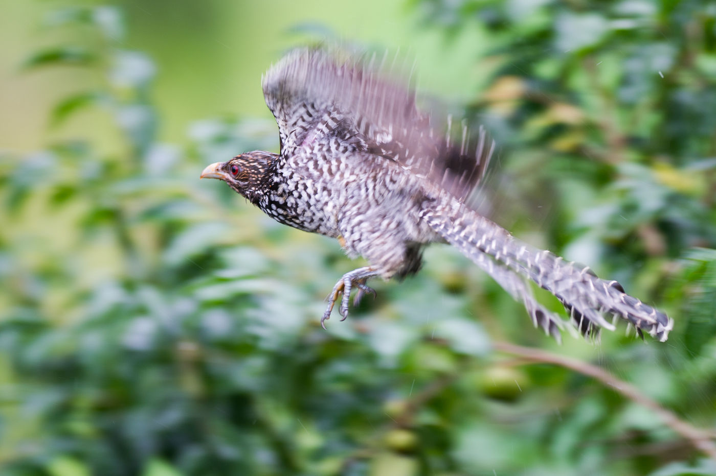 Asian koel, vaak gehoord maar zelden gezien. © Billy Herman