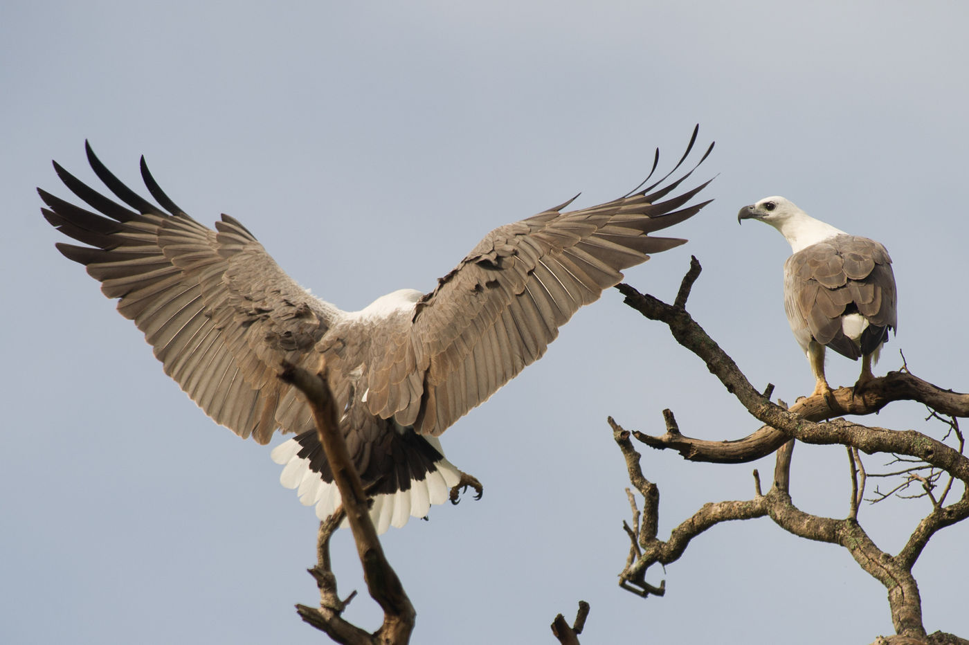 Een koppel white-bellied sea-eagles nabij de nestplaats. © Billy Herman