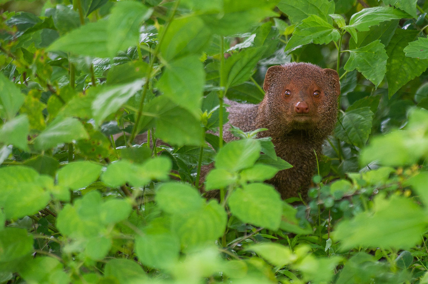 Deze ruddy mongoose had er niet op gerekend onze groep tegen te komen op zijn zwerftochten. © Billy Herman