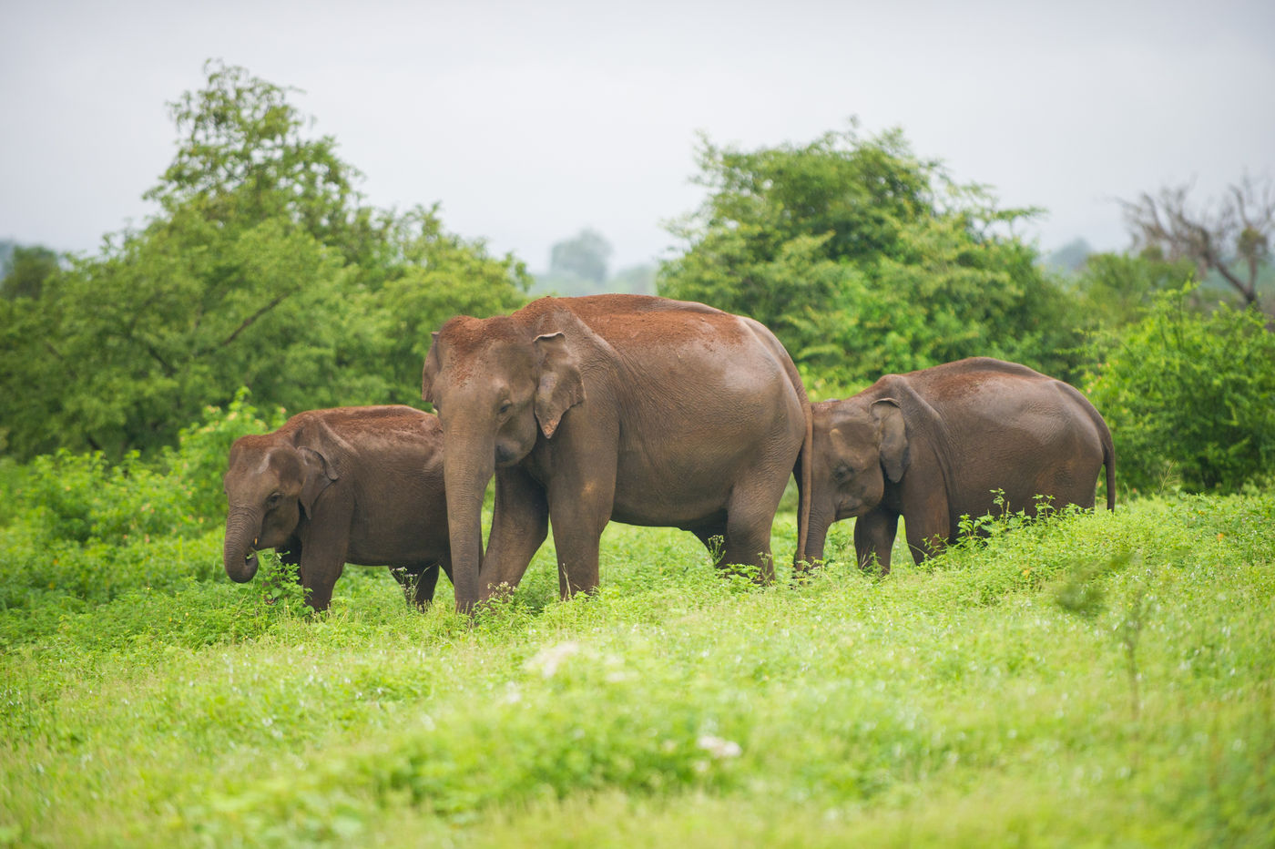 Een familie Aziatische olifanten wandelt doorheen de savanne. © Billy Herman