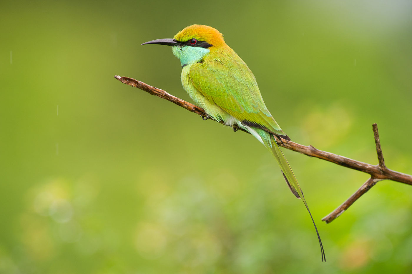 Een little green bee-eater doorstaat een korte regenbui. © Billy Herman