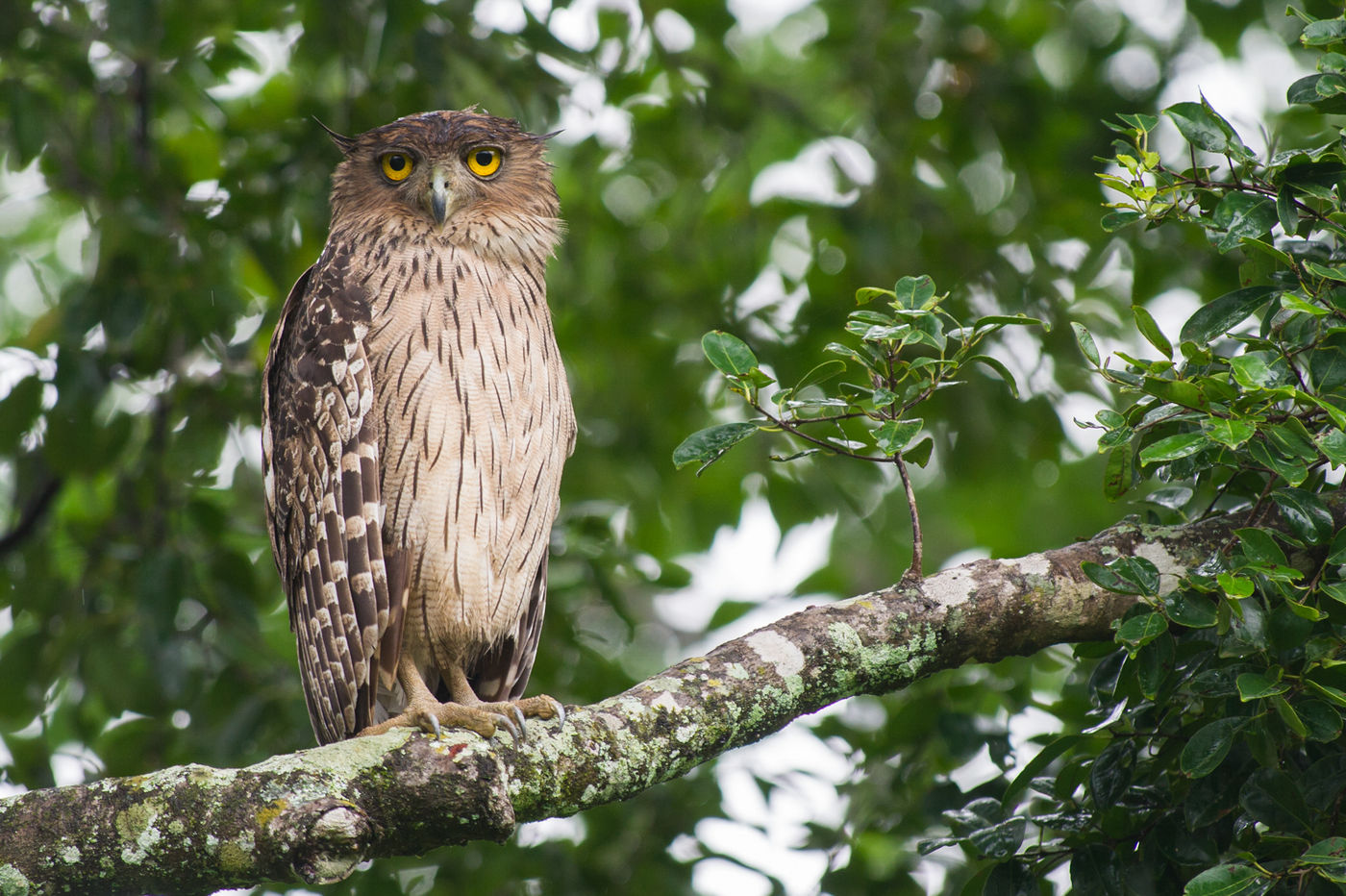 Deze brown fish owl was niet erg opgezet met een plotse plensbui. © Billy Herman