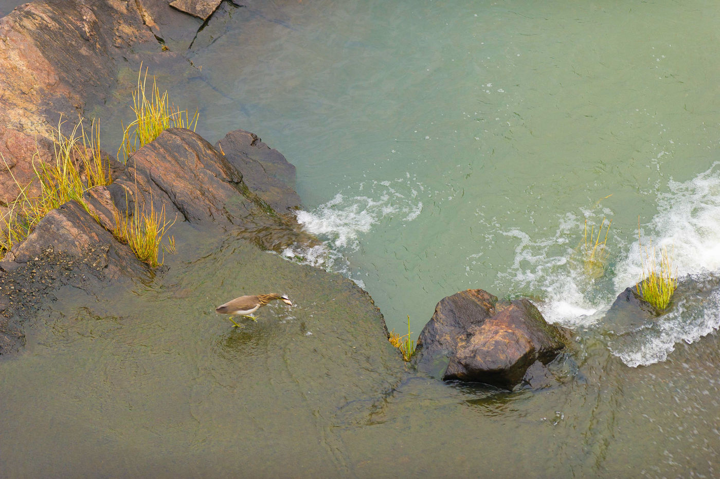 Een Indian pond heron op zoek naar vis in een stroomversnelling. © Billy Herman