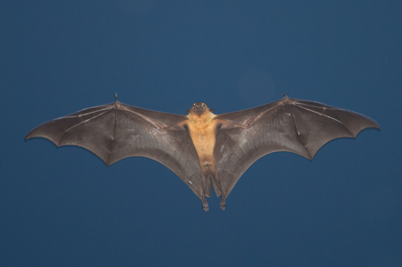 Indian flying fox bij ons hotel. © Billy Herman