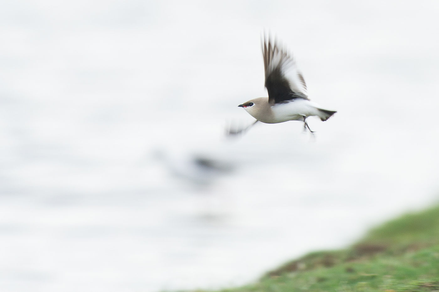 Small pratincole is een droomsoort voor velen en behoort tot een van de schattigste soorten steltlopers. © Billy Herman