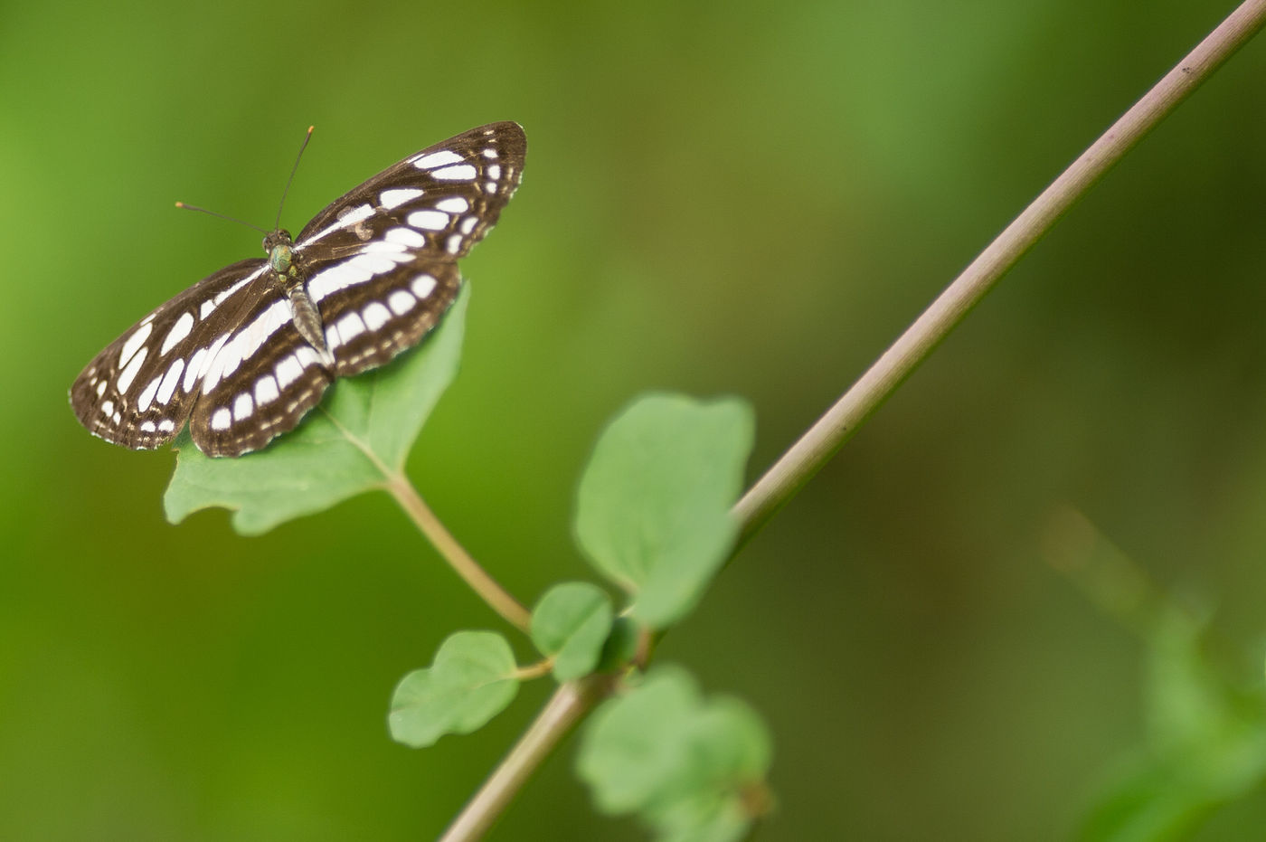 De macrolens niet vergeten, natuurlijk! © Billy Herman