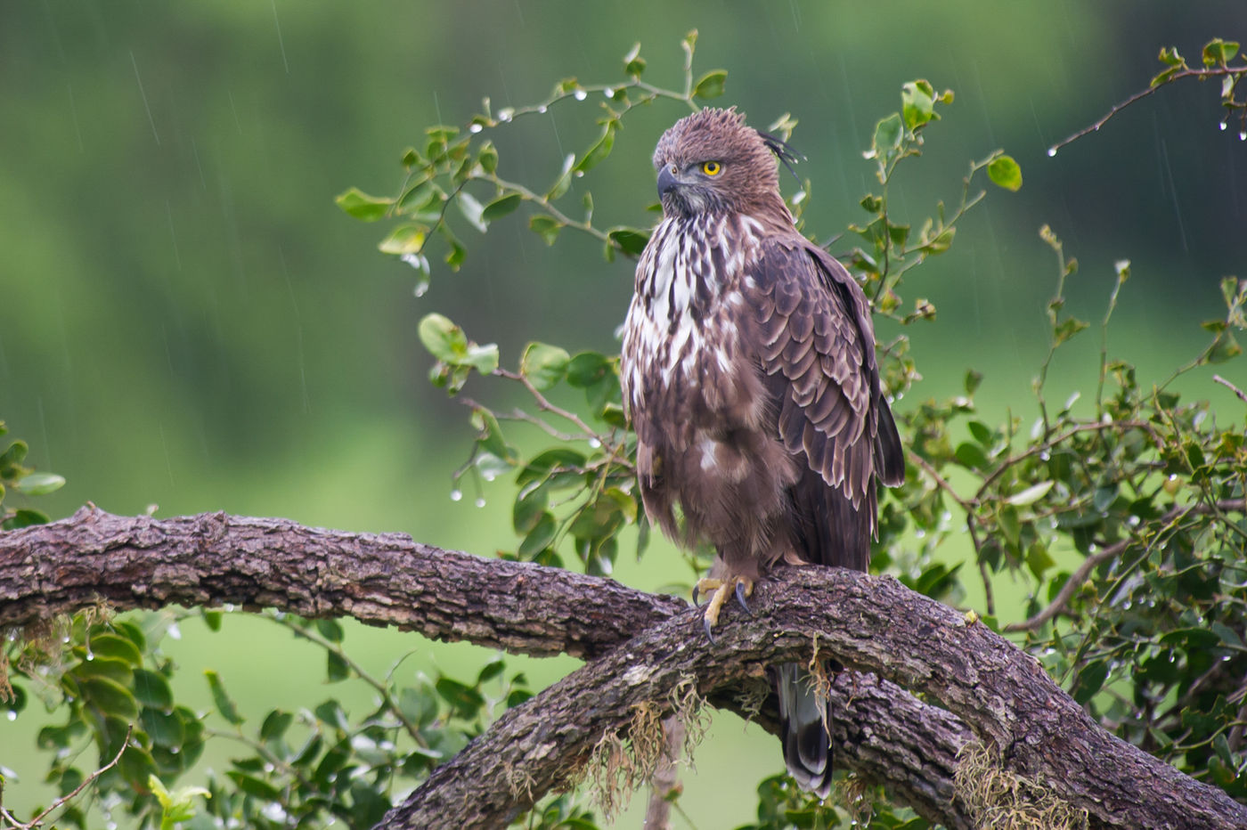 Een changeable hawk-eagle laat zich mooi fotograferen. © Billy Herman