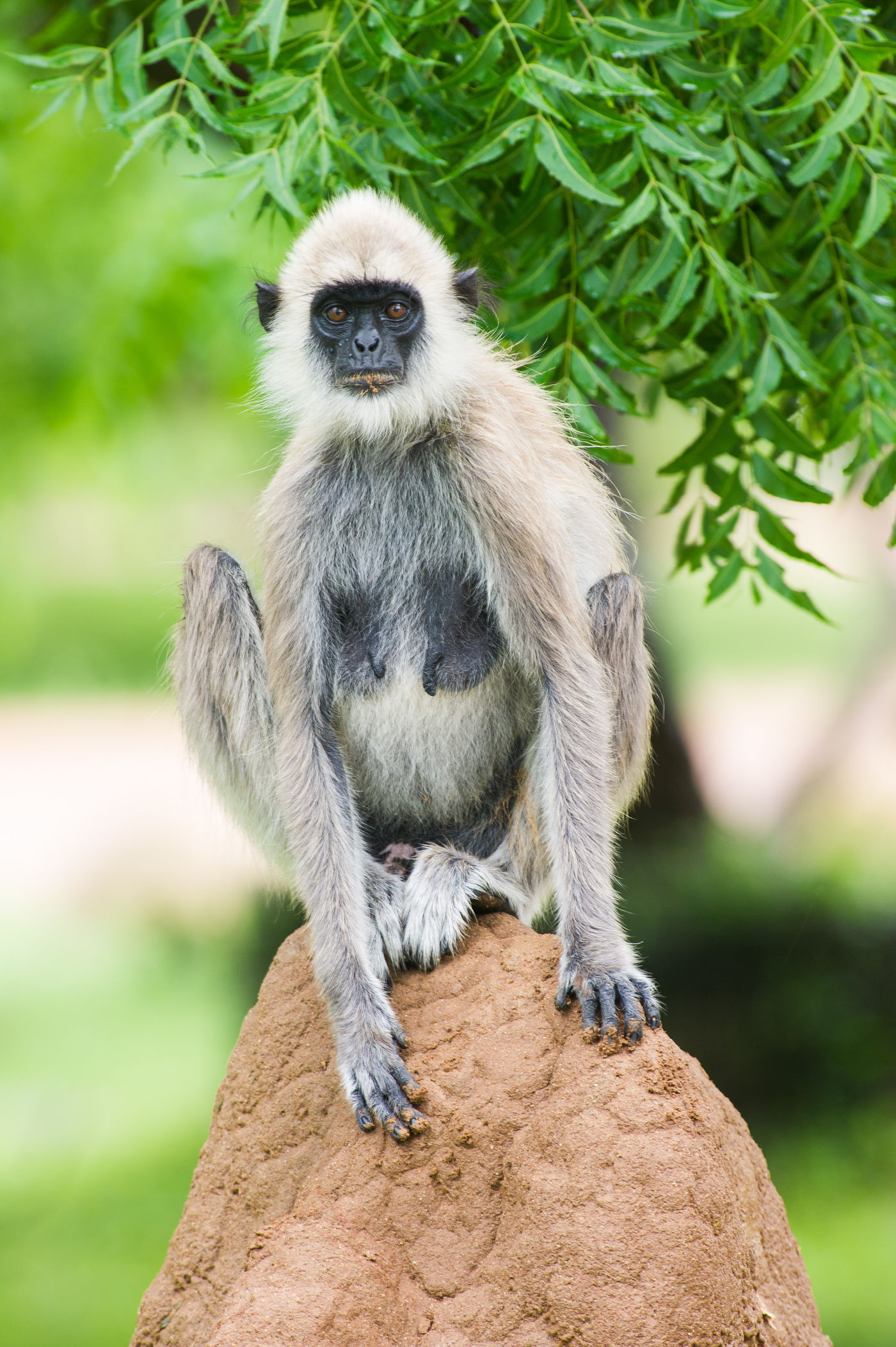 Een tufted grey langur gebruikt een termietenheuvel als zitpost. © Billy Herman