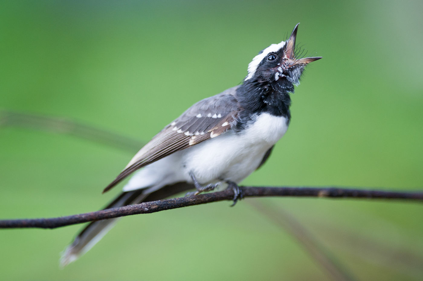 Deze luid roepende white-browed fantail maakt duidelijk wie hier de baas is. © Billy Herman