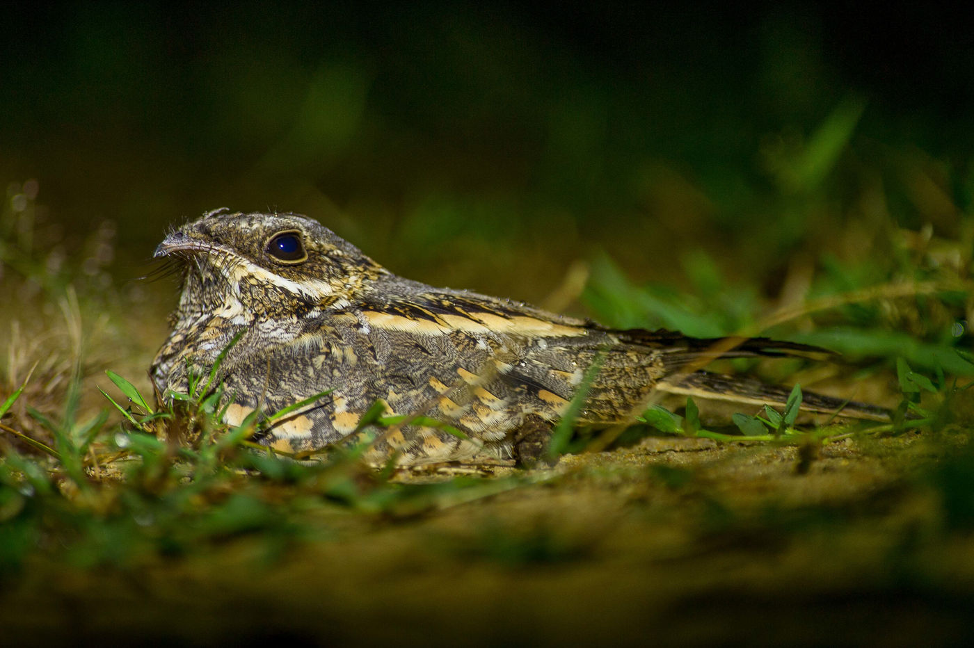 Indian nightjar is een algemene soort nachtzwaluw die doorheen het hele zuiden van Azië voorkomt, maar goede waarnemingen als deze zijn schaars. © Billy Herman