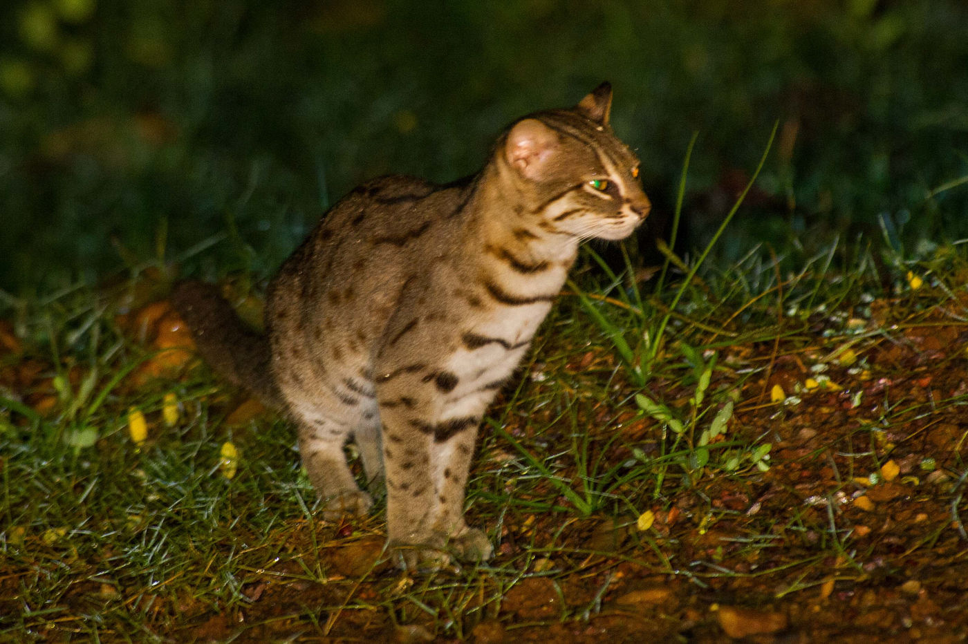 Deze fishing cat was een leuke verrassing tijdens een van onze nachtelijke schijnsessies. © Billy Herman