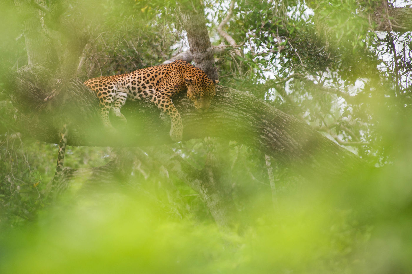 Een luipaard geniet van een middagdutje in een boom. © Billy Herman