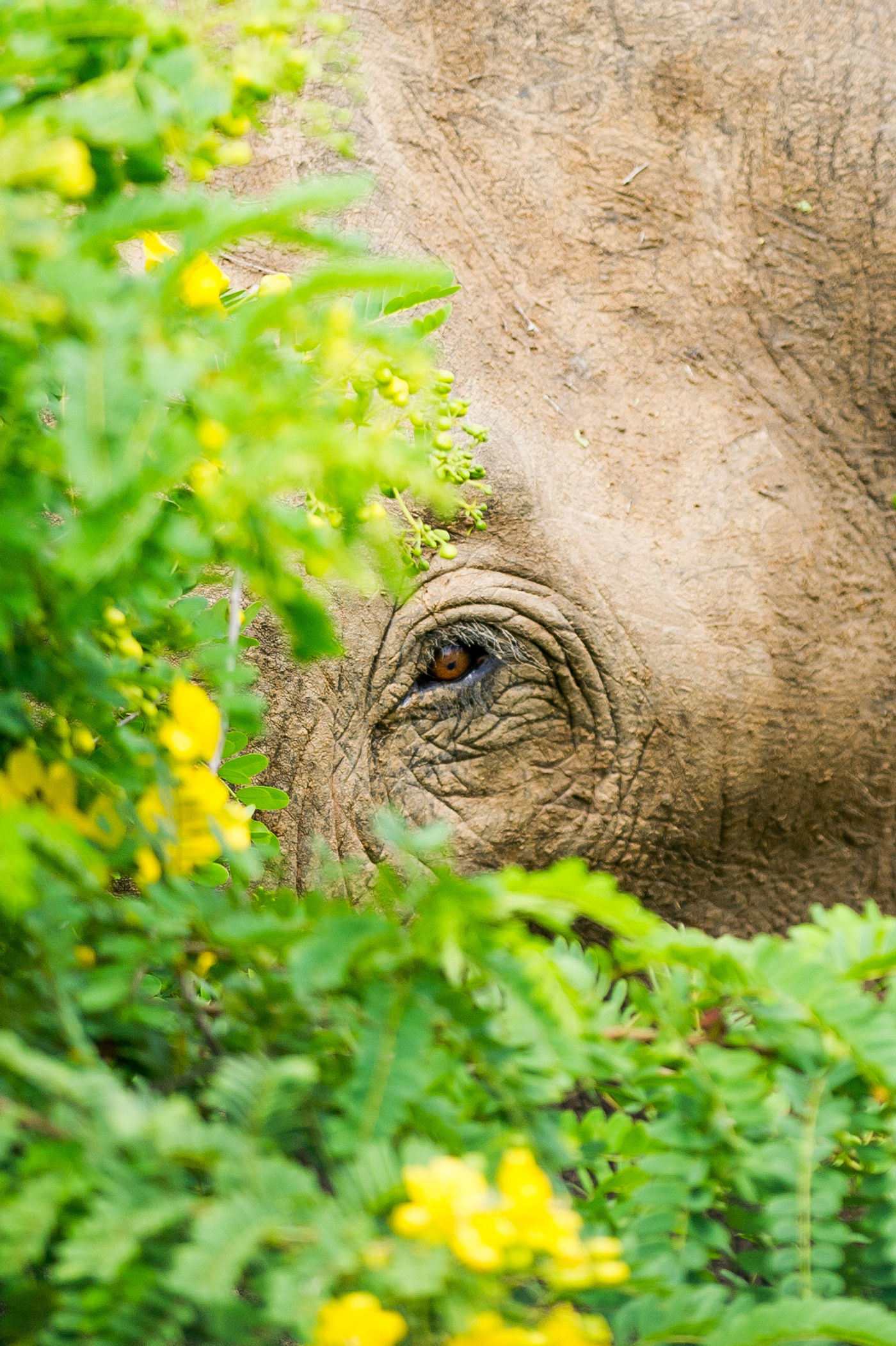 Dicht oogcontact met een Aziatische olifant tijdens een wandeling door de jungle. © Billy Herman