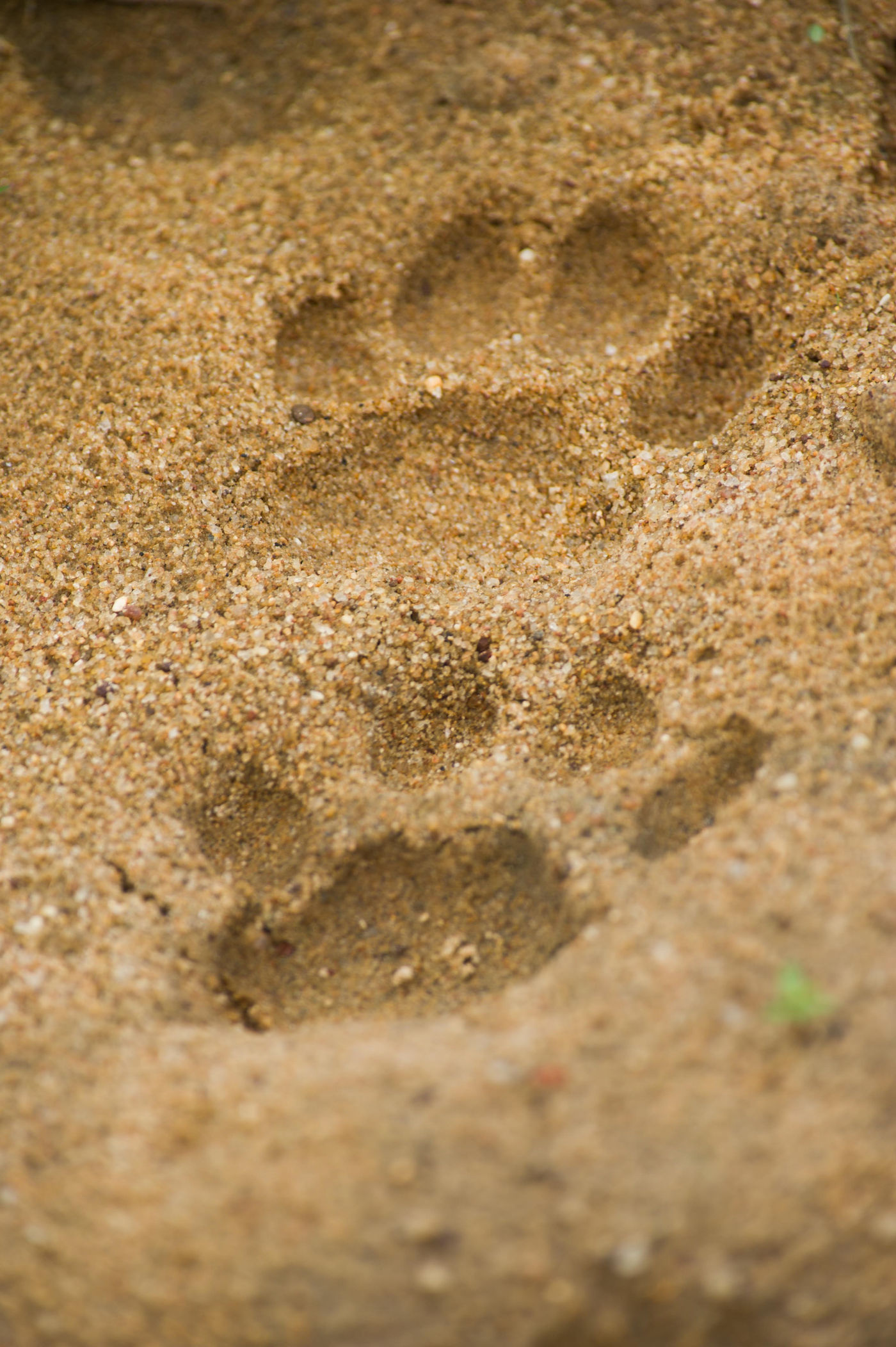 Groot was de verrassing toen we enkele pootafdrukken van een luipaard vonden. © Billy Herman