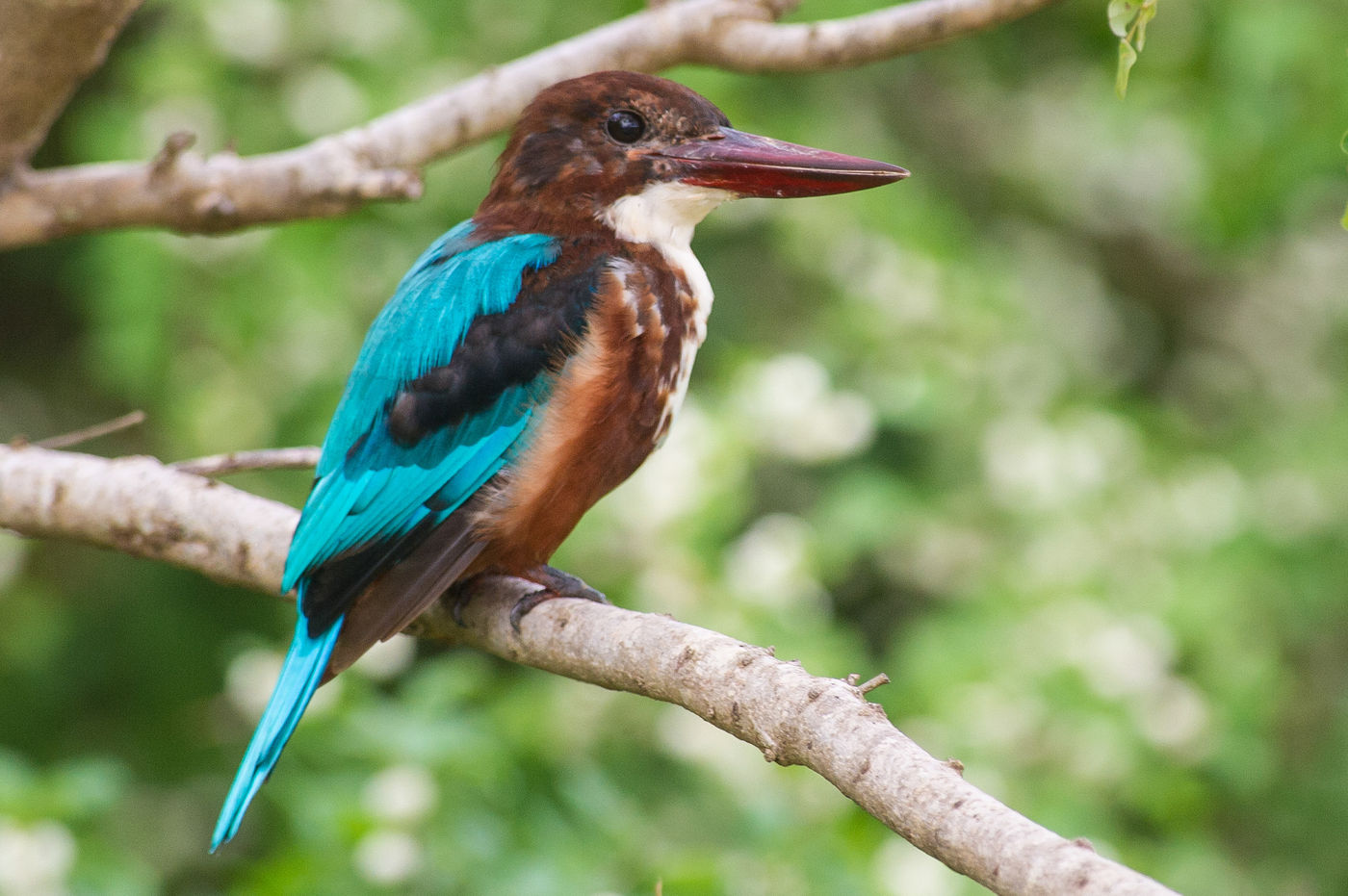 Smyrnaijsvogel, een soort van de ruigten en de bosranden. © Billy Herman