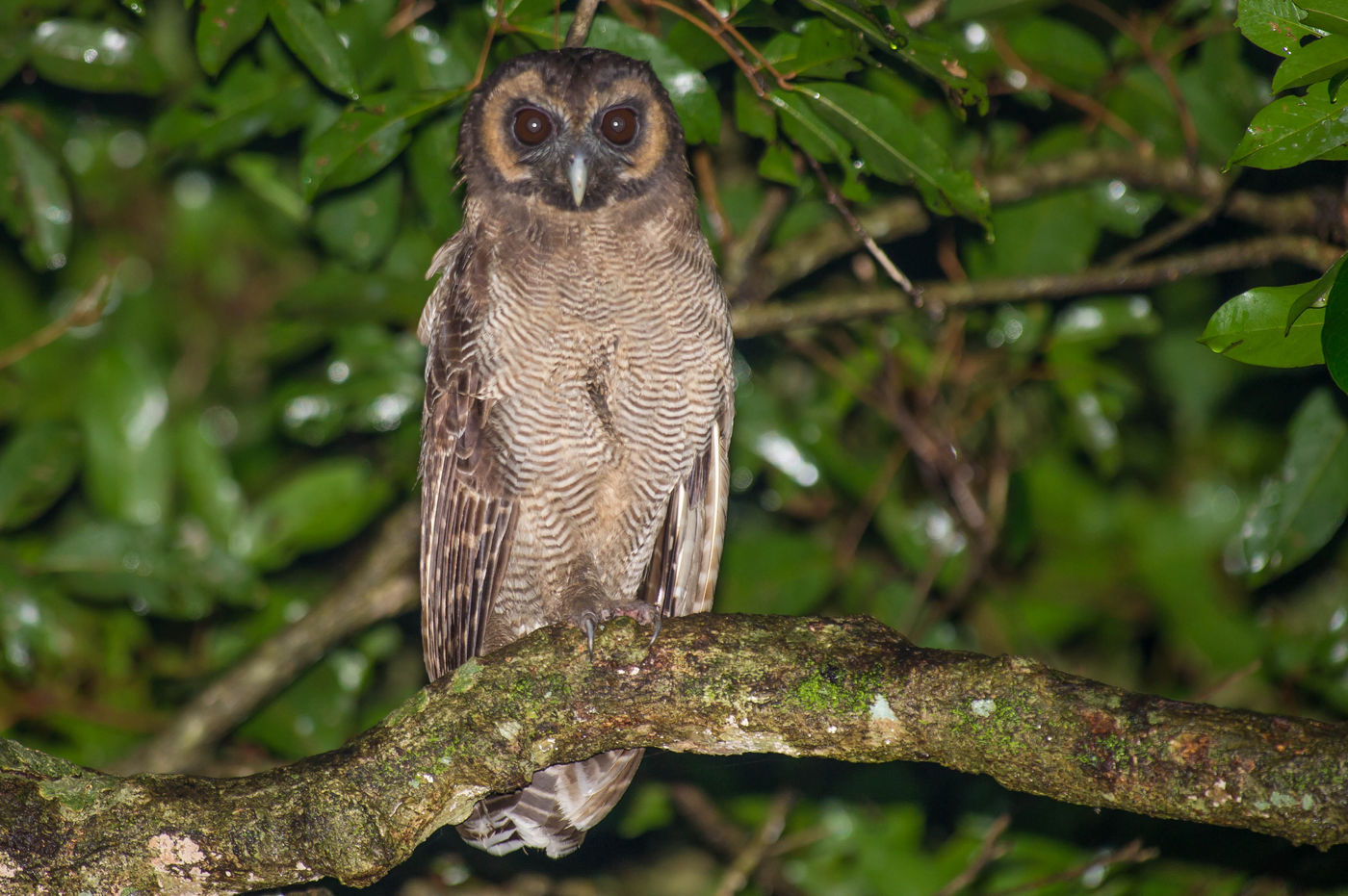 De superbes rapaces nocturnes à découvrir ! © Billy Herman