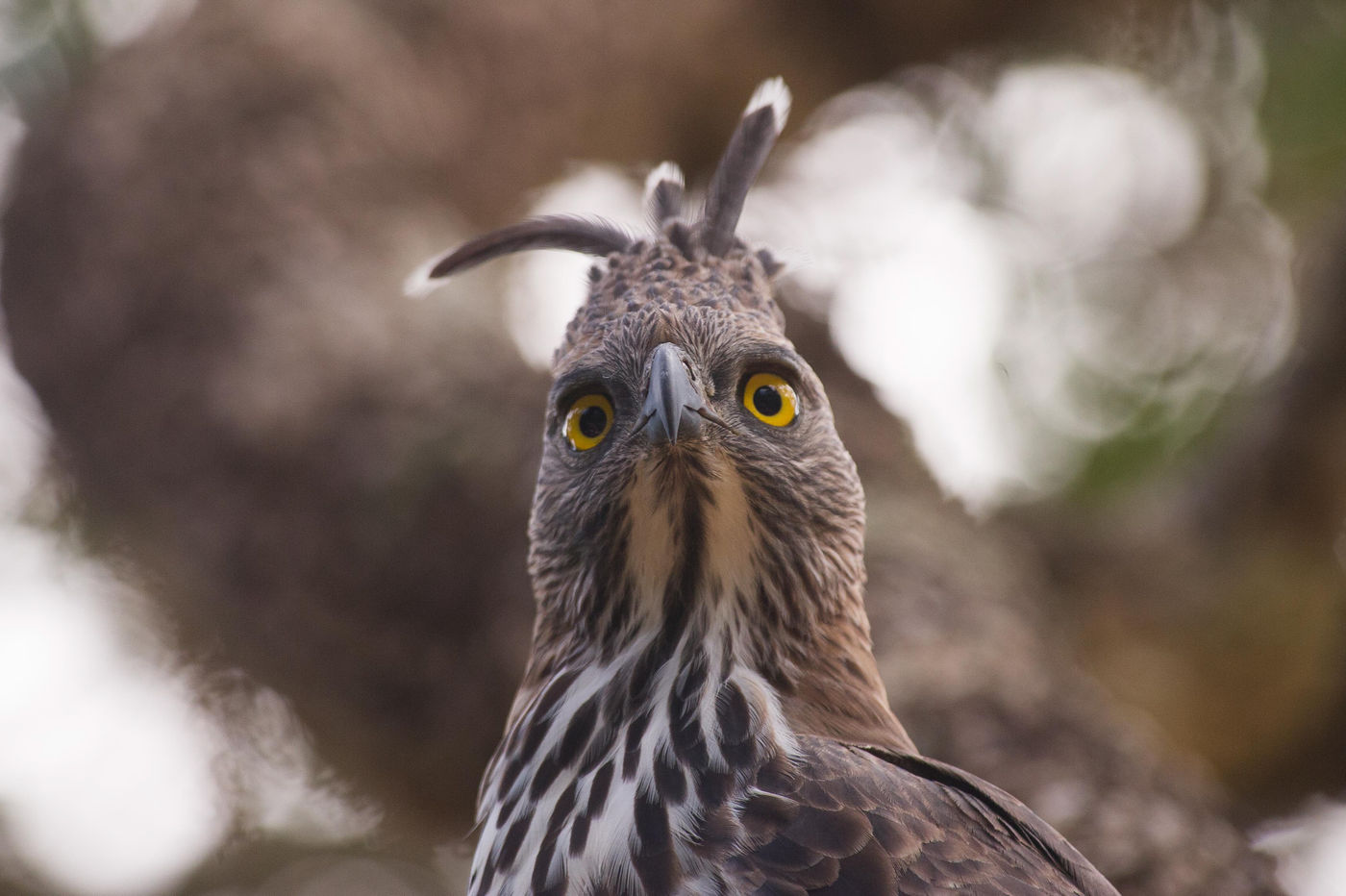 De changeable hawk-eagle kijkt wat verdwaasd. © Billy Herman