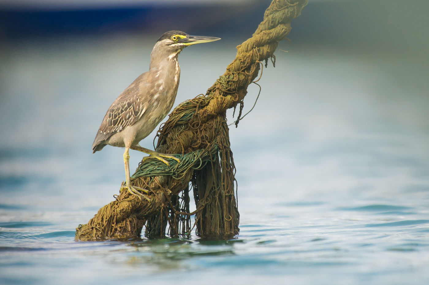 Mangrovereigers vinden overal wel een geschikte zitplaats om vis te verschalken. © Billy Herman