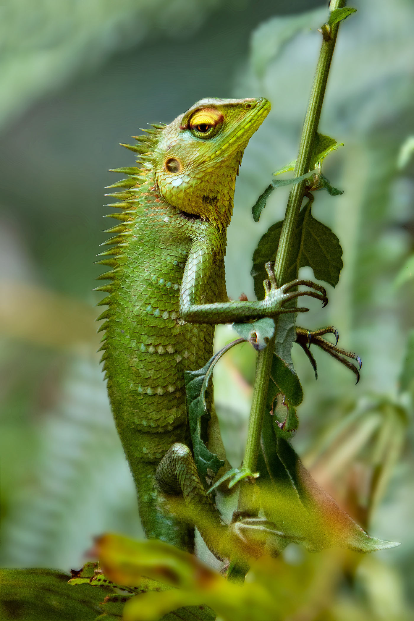 Ook reptielen zijn heel gegeerd om te verzamelen. © Rudi Debruyne