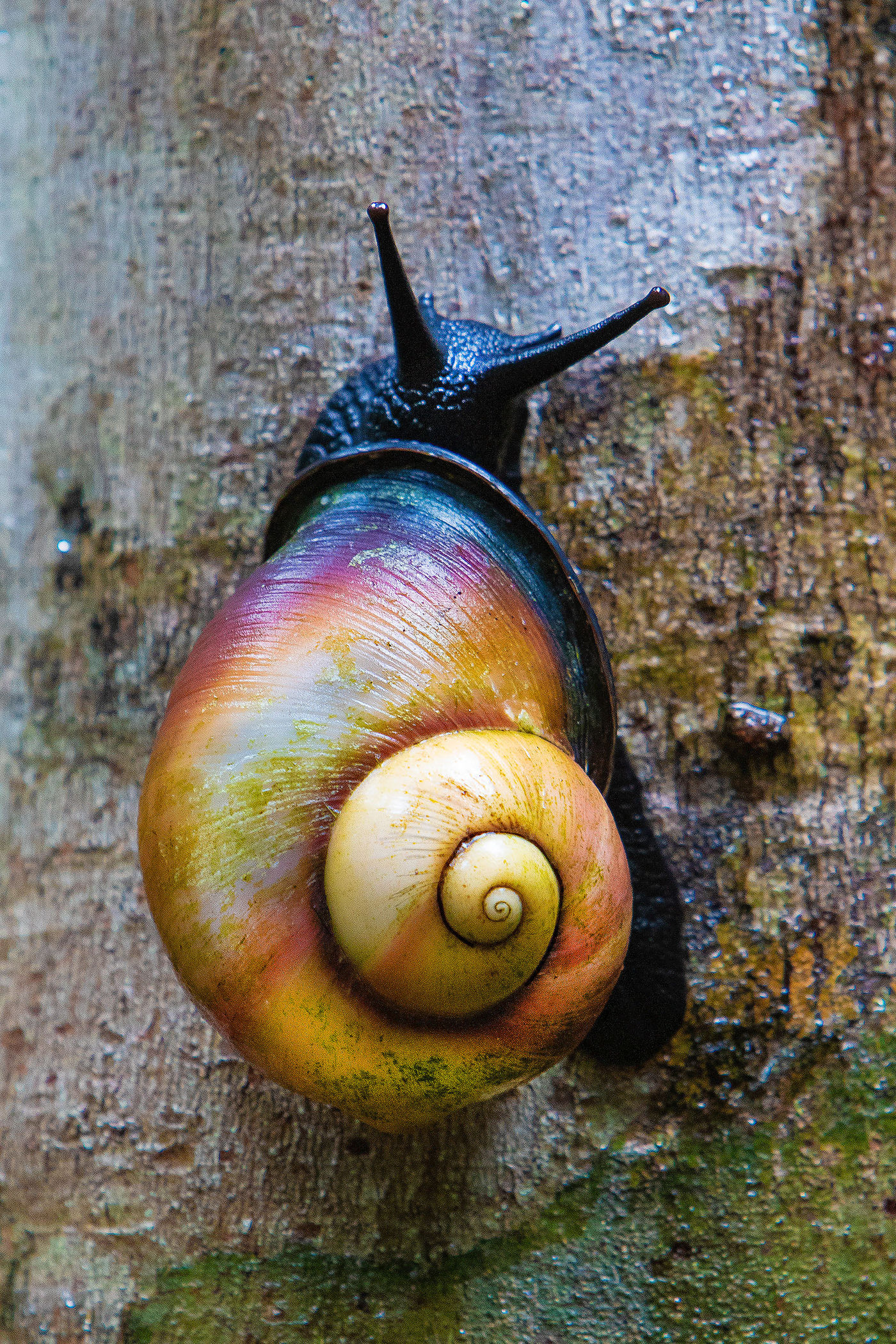 Slakken en andere ongewervelden worden verzameld om in collecties te steken. © Rudi Debruyne