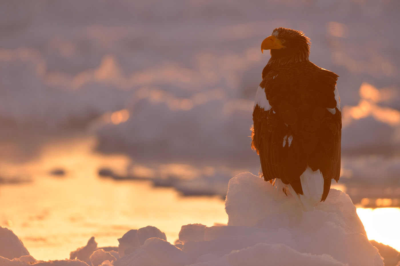 Sfeerbeeld van een Stellers zeearend bij ondergaande zon. © Yves Adams