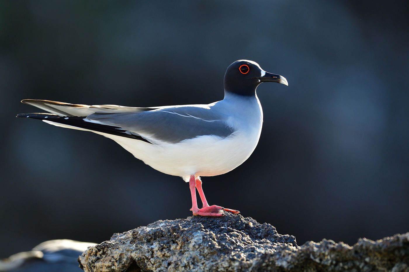 Met hun grote ogen jagen swallow-tailed gulls wanneer het donker is op inktvis, vrij uniek onder de meeuwen! © Yves Adams