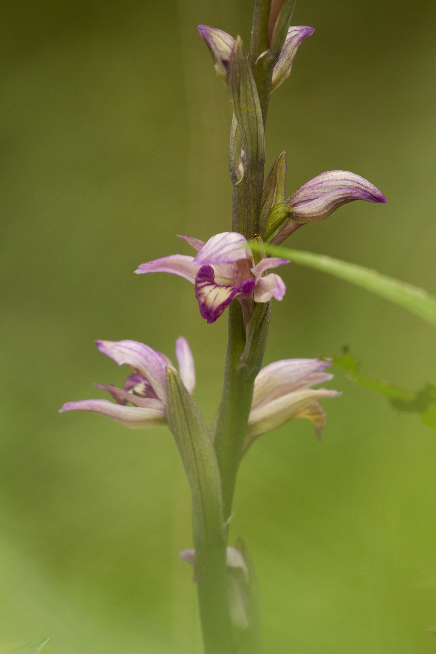 Een paarse aspergeorchis is een zeldzame en mooie orchidee van droge loofbossen. © Johannes Jansen
