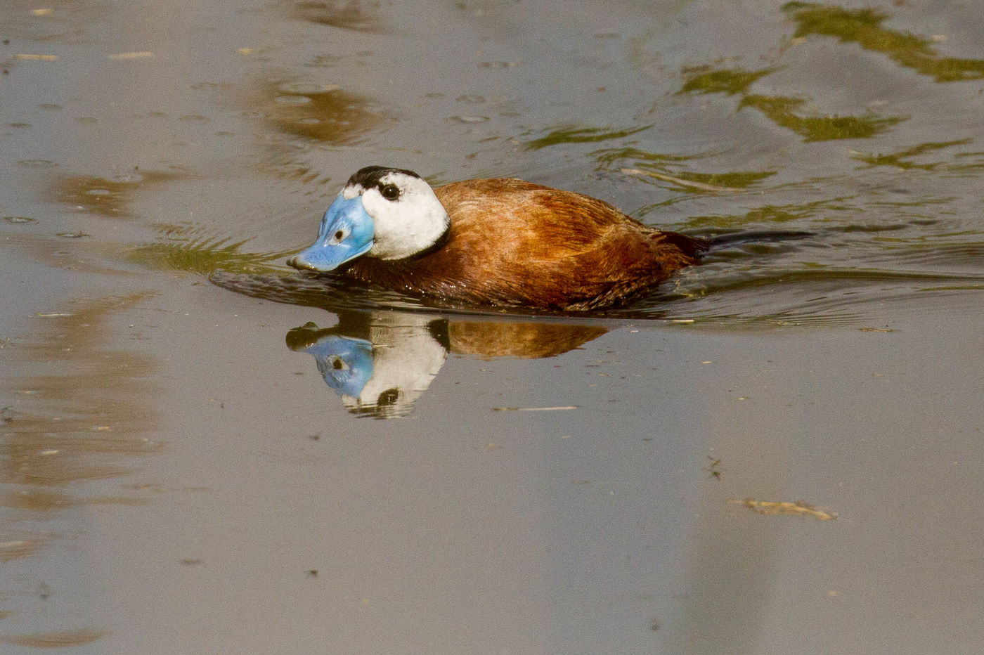 Van ver al valt de enorme, azuurblauwe snavel op. © Johannes Jansen
