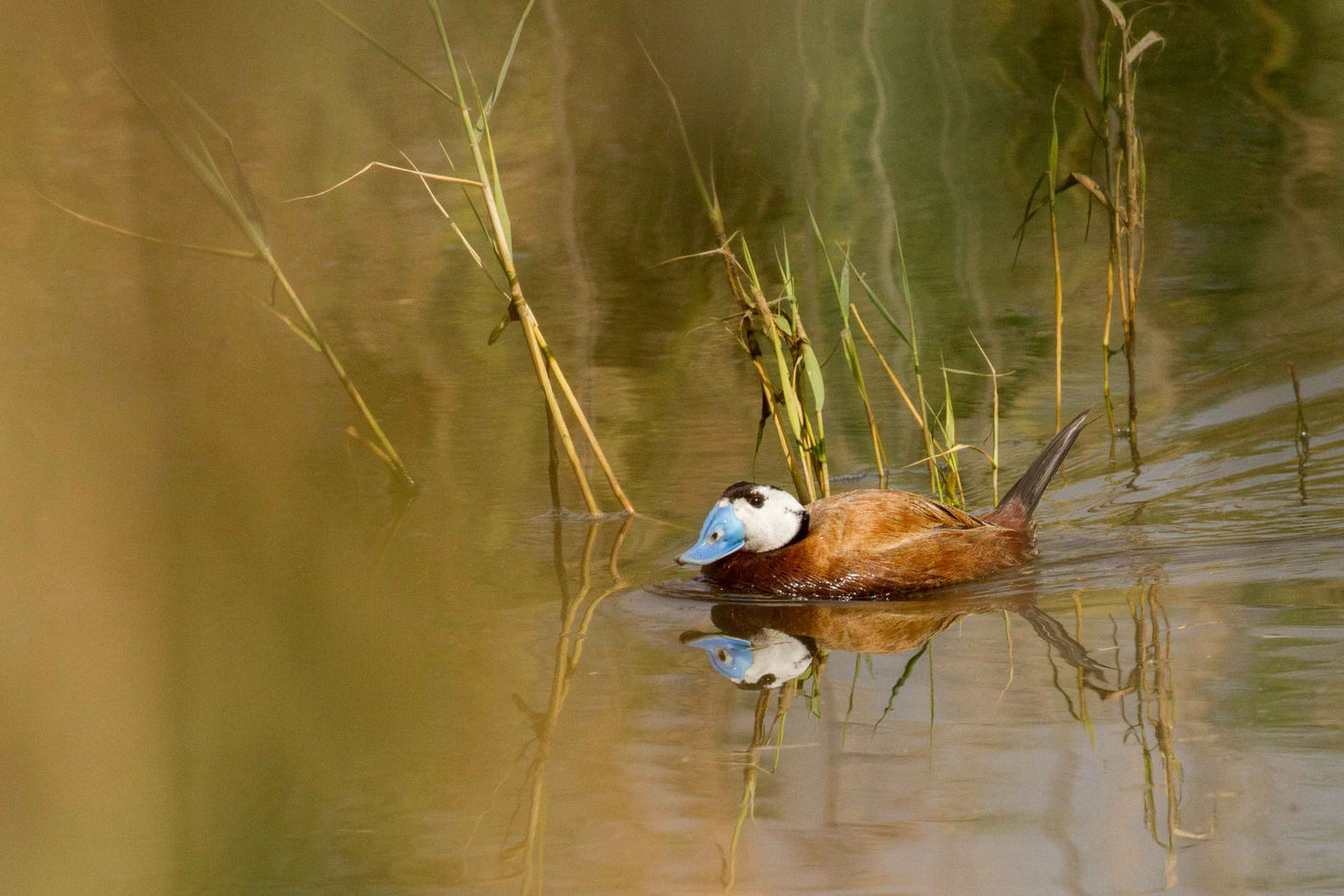 Witkopeenden zijn bizarre vogels die op werelschaal bedreigd zijn, mede door hybridisatie met geïntroduceerde soorten. © Johannes Jansen
