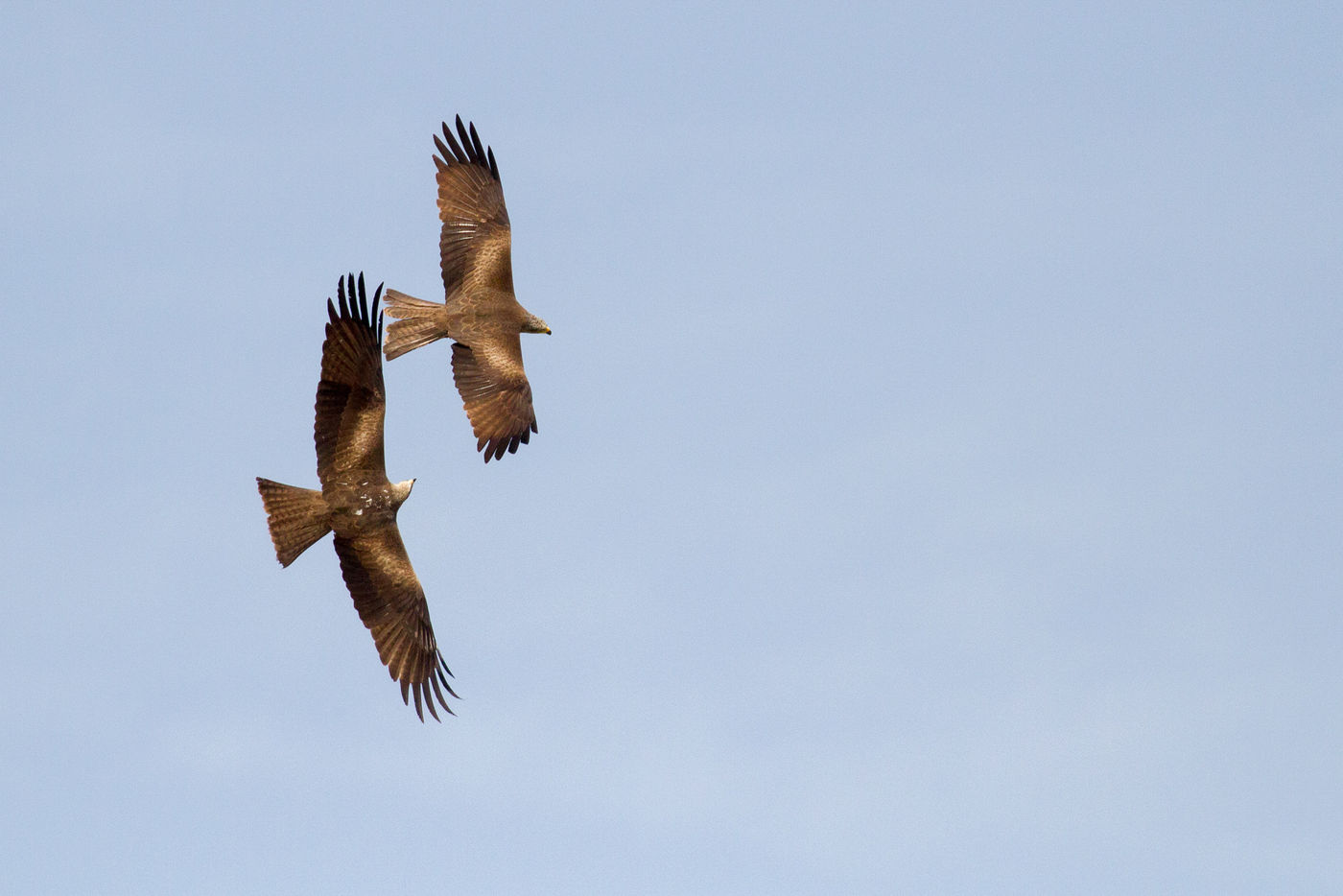 Twee spelende zwarte wouwen. © Johannes Jansen
