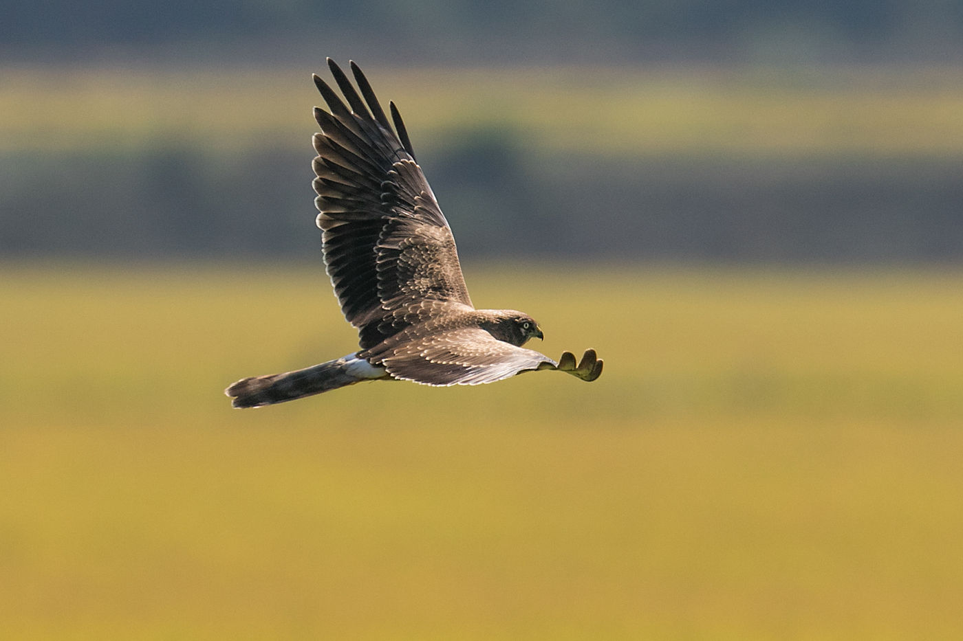 Een juveniele grauwe kiekendief in La Janda. © Patrick Keirsebilck
