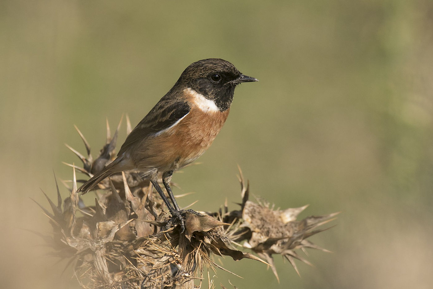 Een roodborsttapuitje op een distel. © Patrick Keirsebilck
