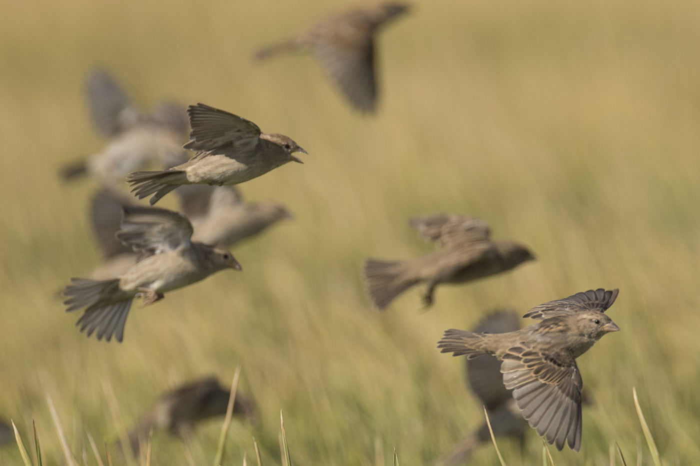 Een groep Spaanse mussen doet zich tegoed aan het gewas. © Patrick Keirsebilck
